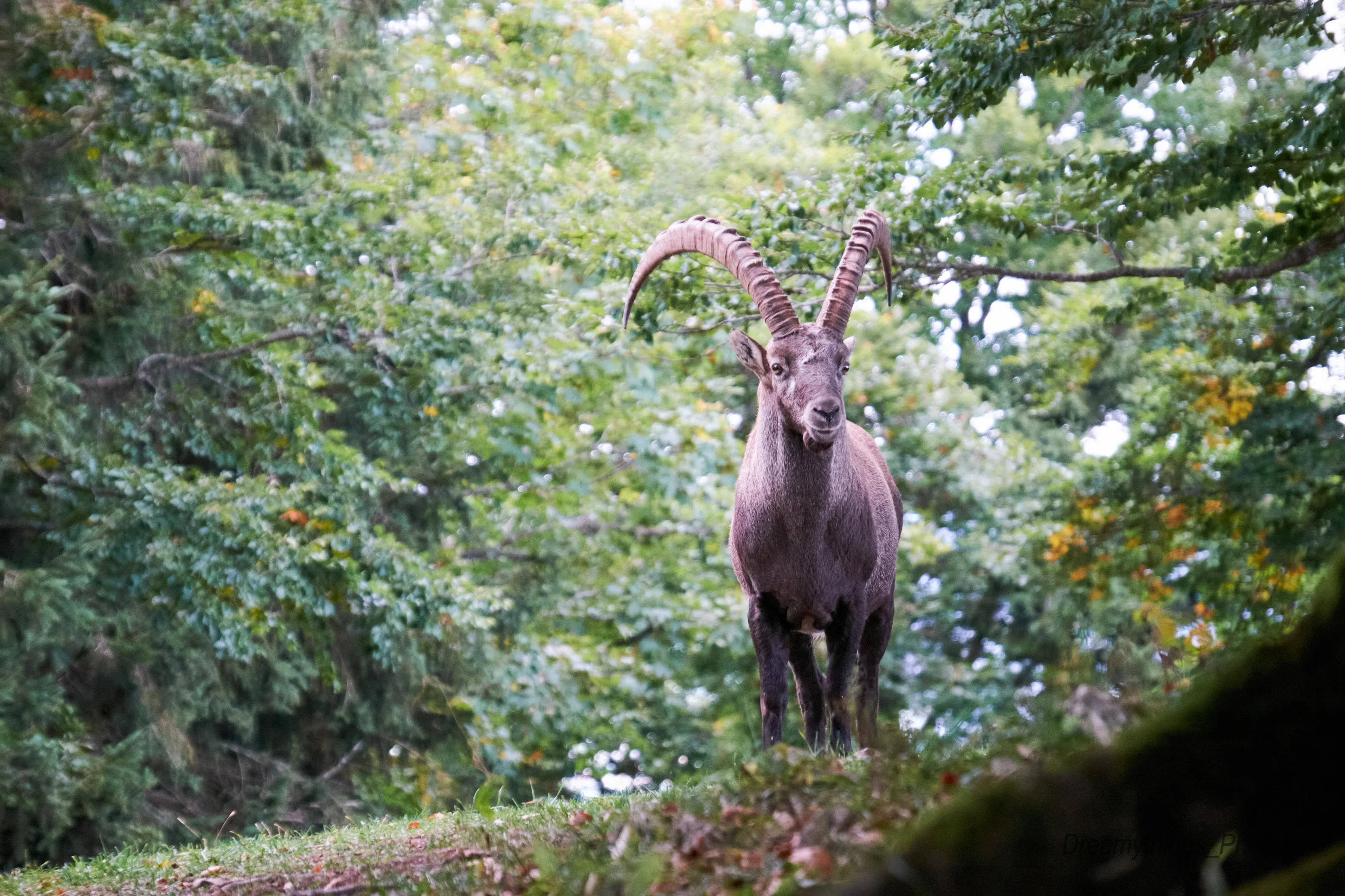 Mammals of the Mountains