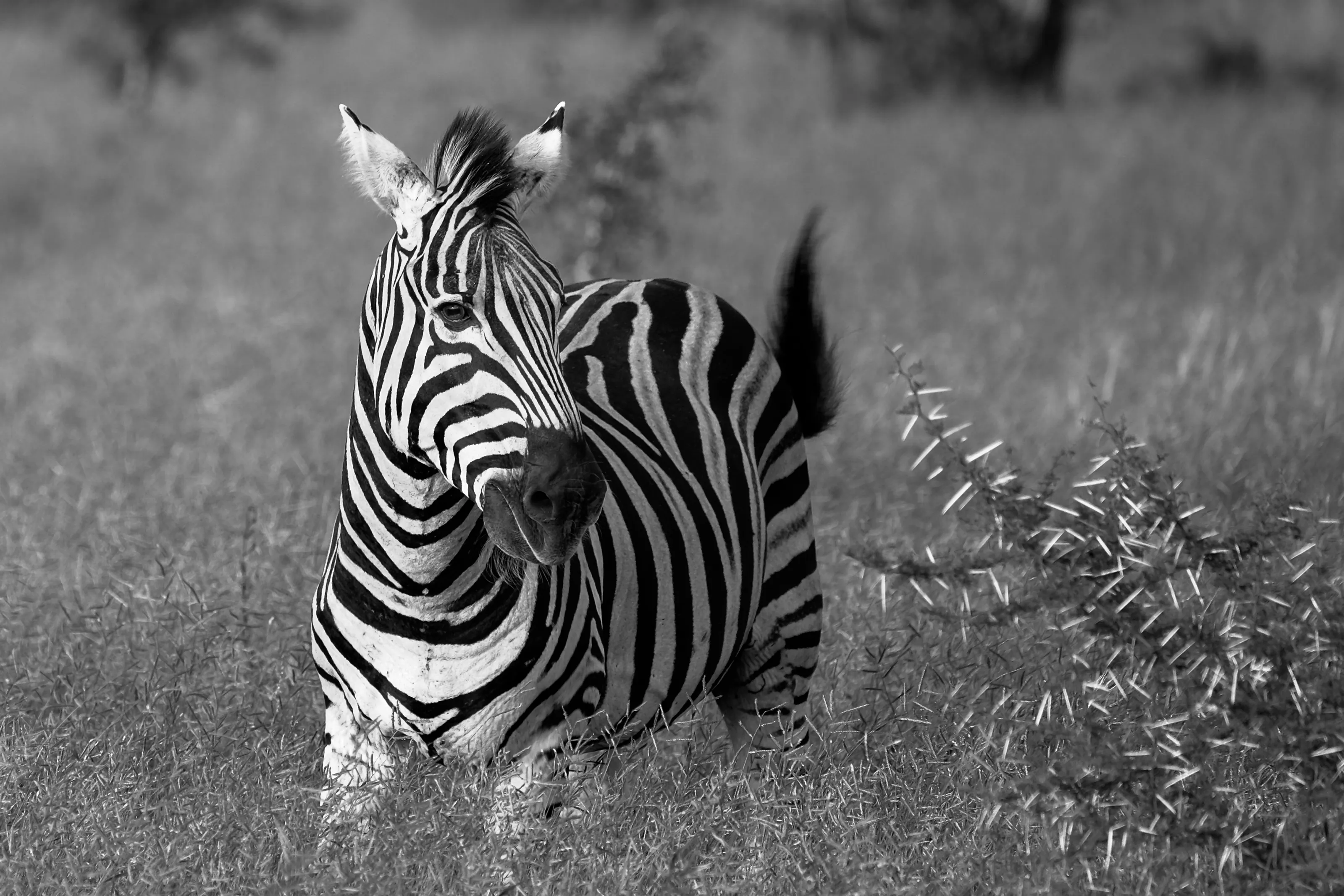 Wild African Animals in Black and White