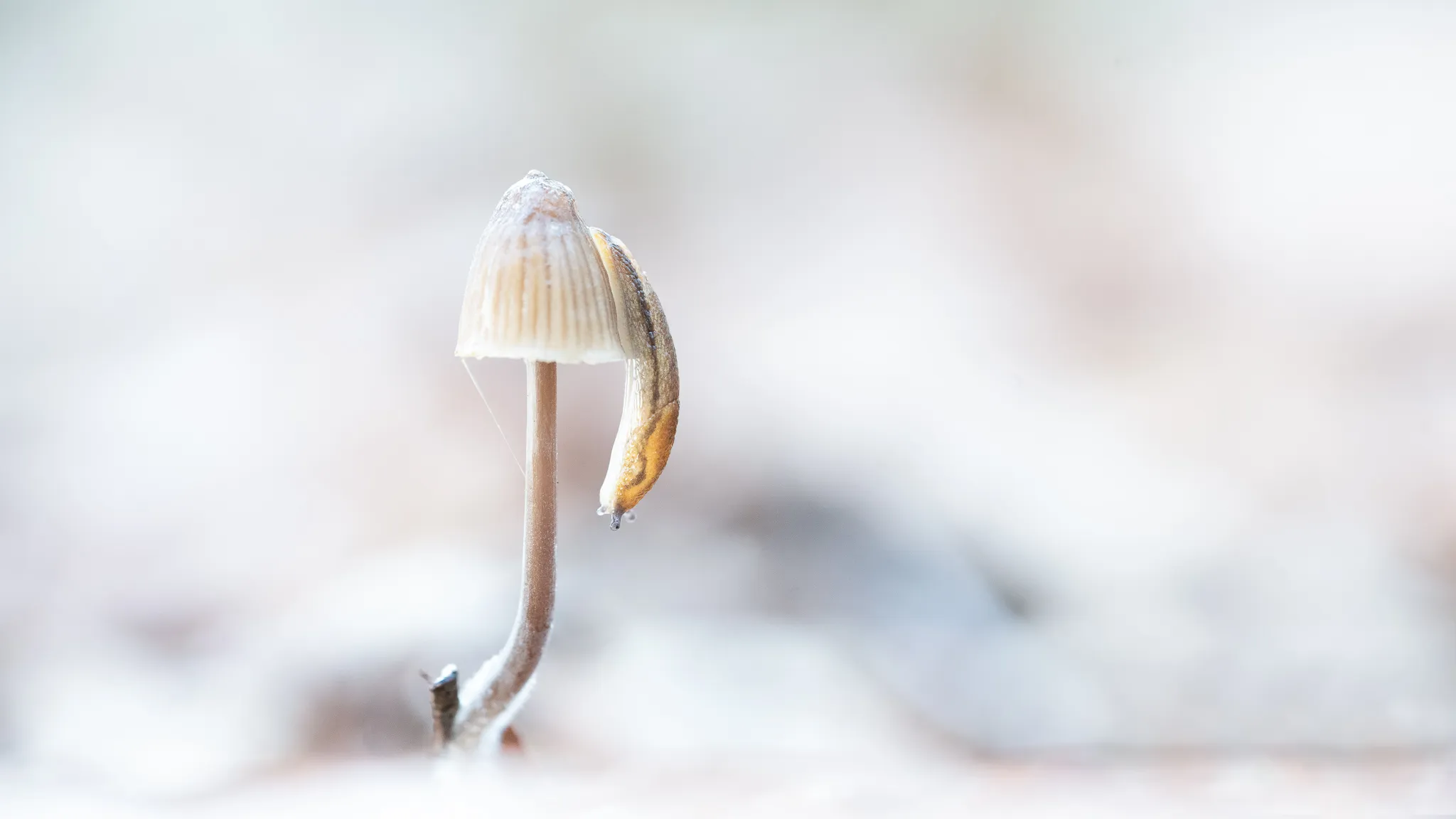 Animals and Mushrooms Together