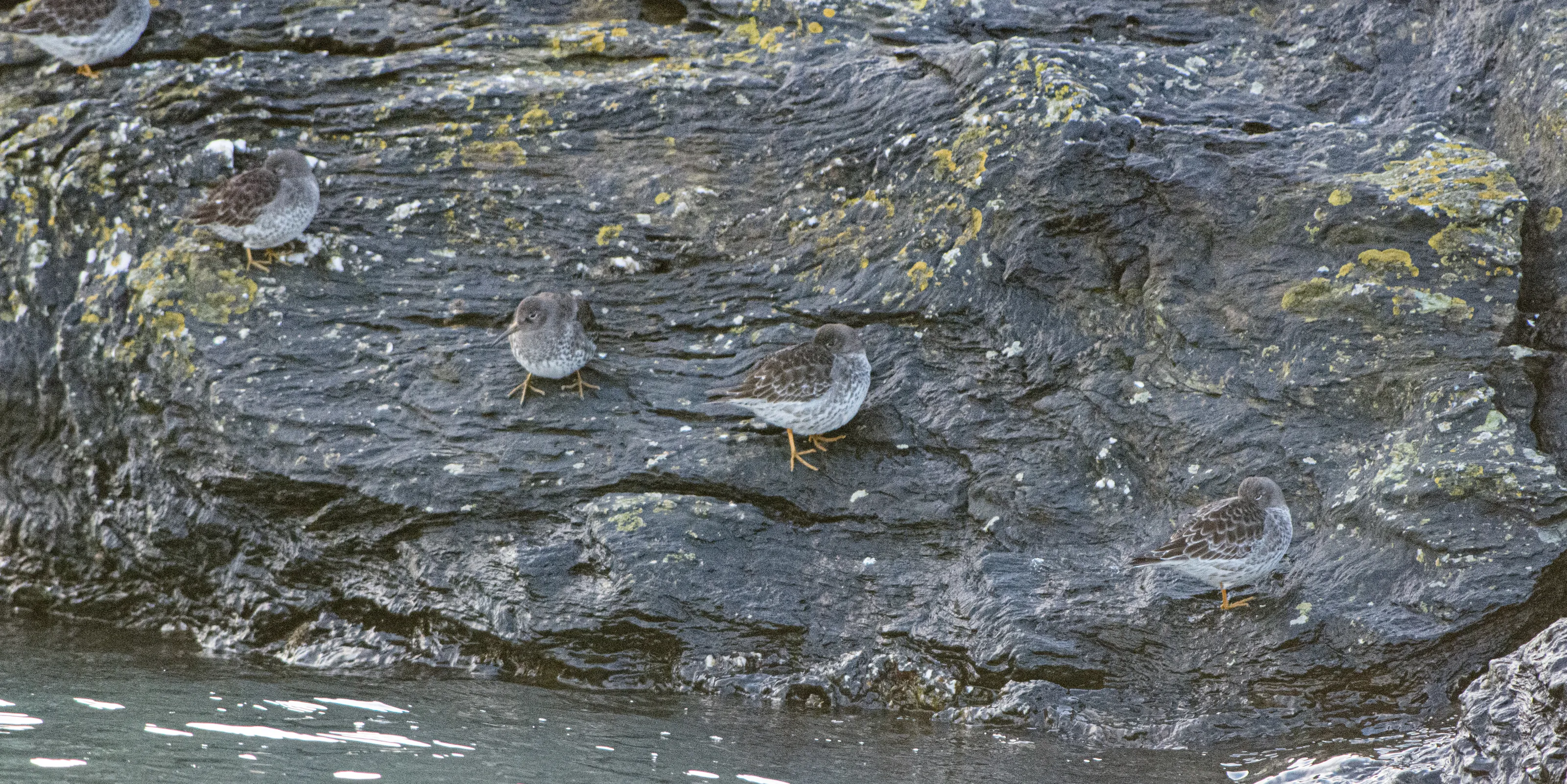 Camouflaged Animals and People (in colour)