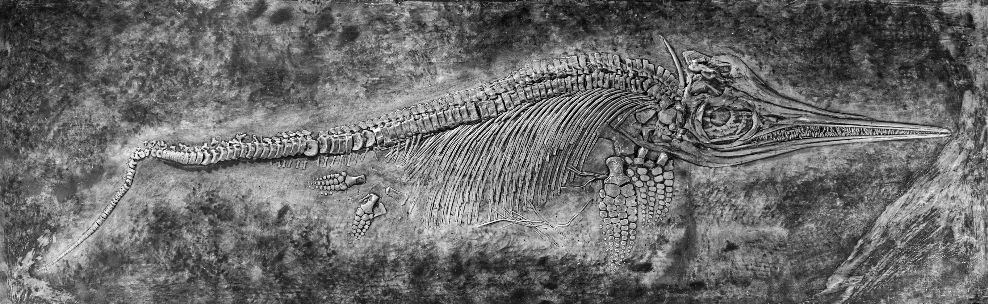 Fossils