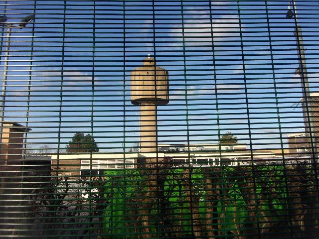 Something Tall in Its Surroundings