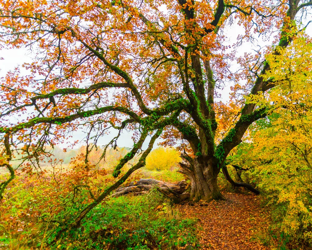 Old Trees
