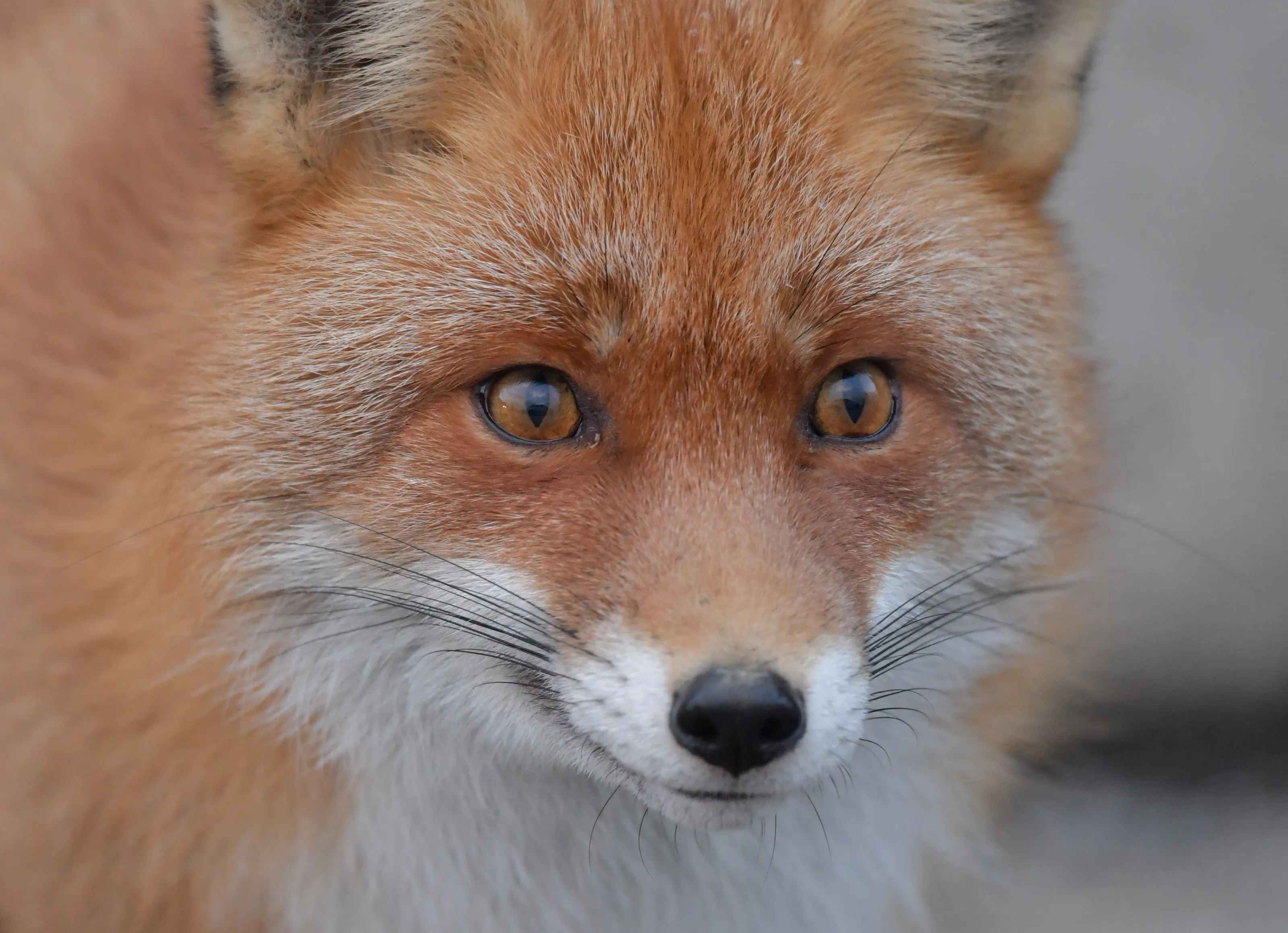 Animal Portraits