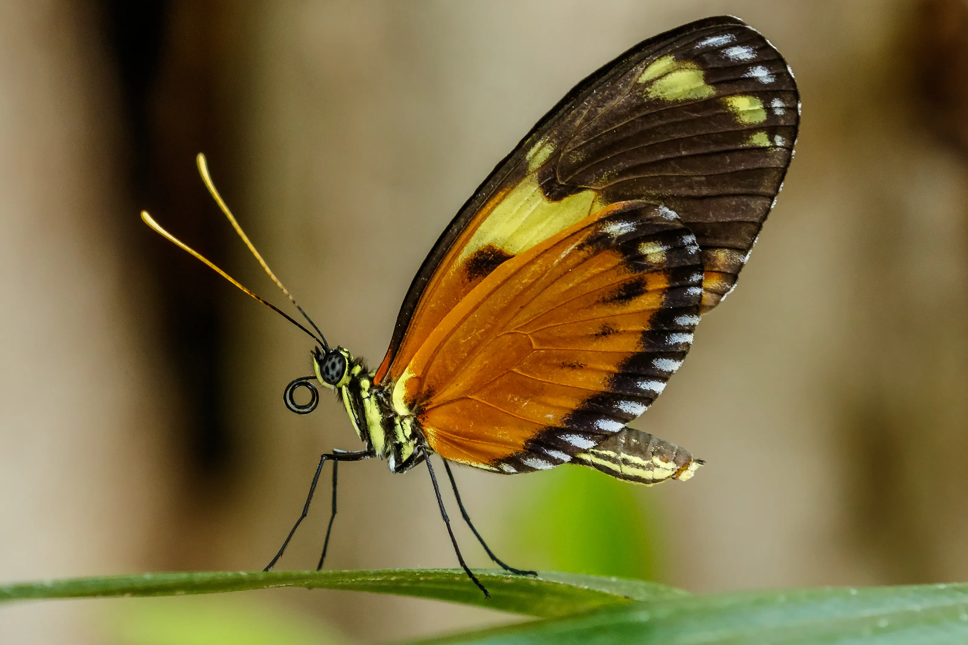 One Butterfly in Colour