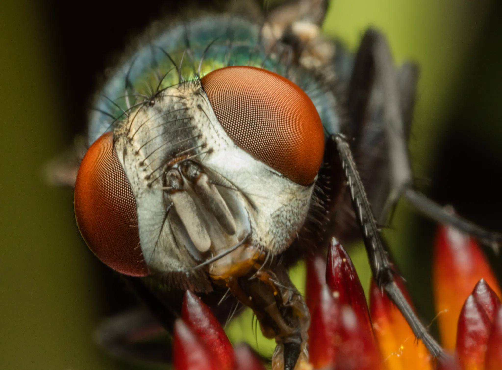 Macro of Arthropods