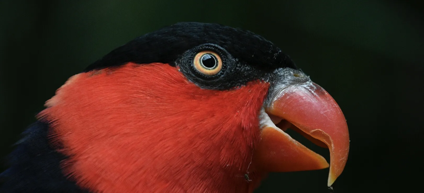 Red and Black Animals