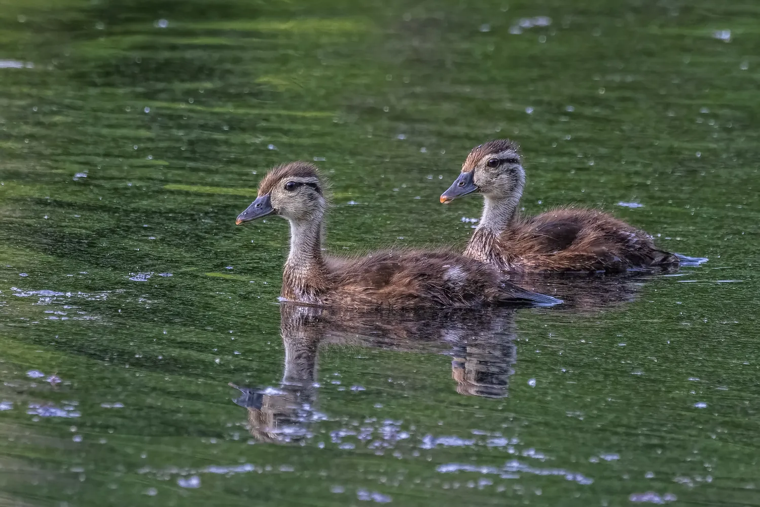 Birds In or Around Water