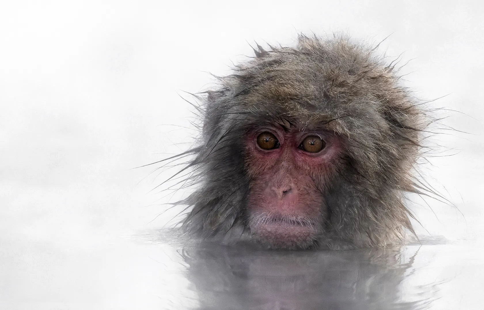 Primates in the Wild (no humans)