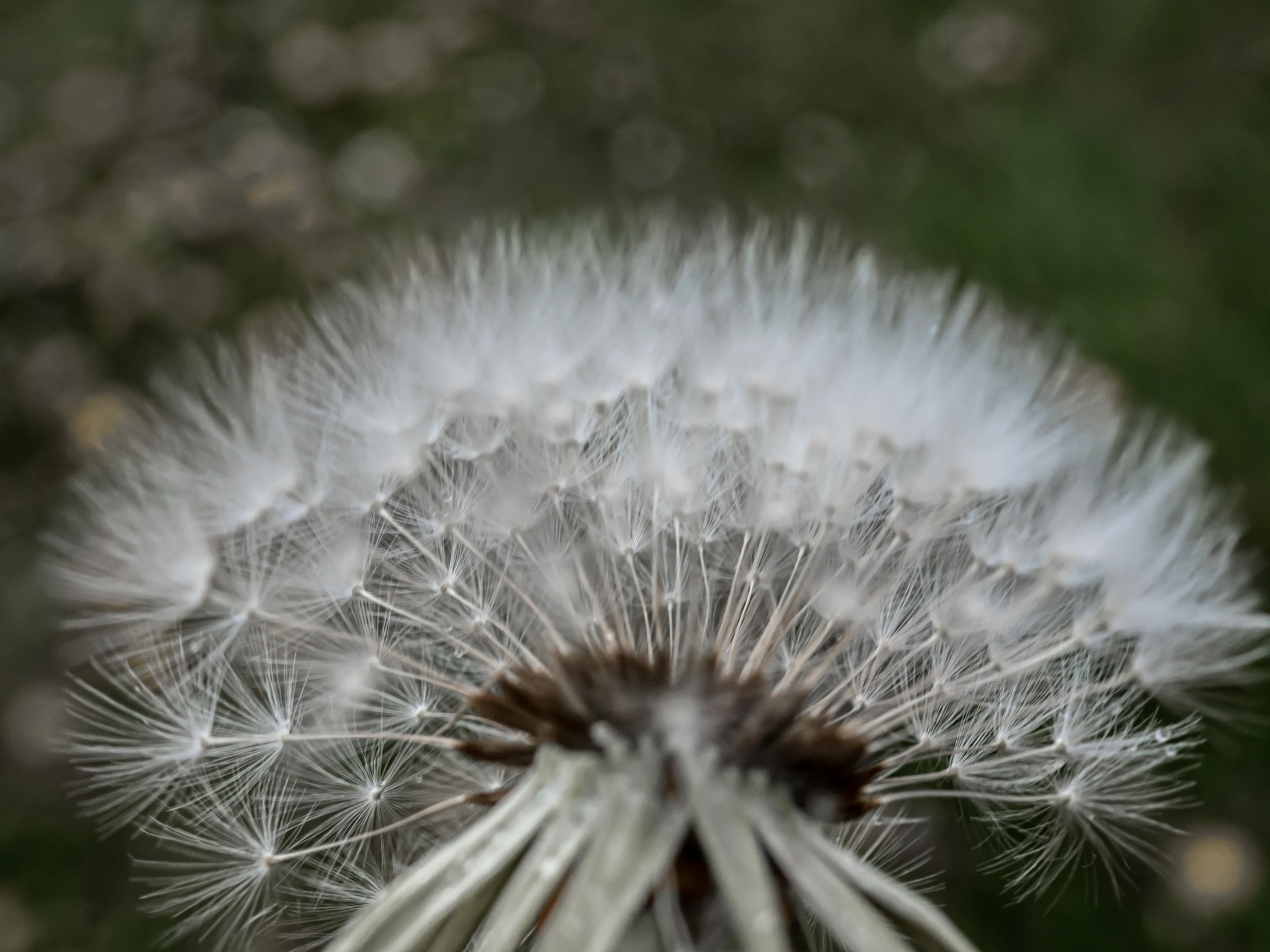 Seeds, Seed Heads and Seed Pods