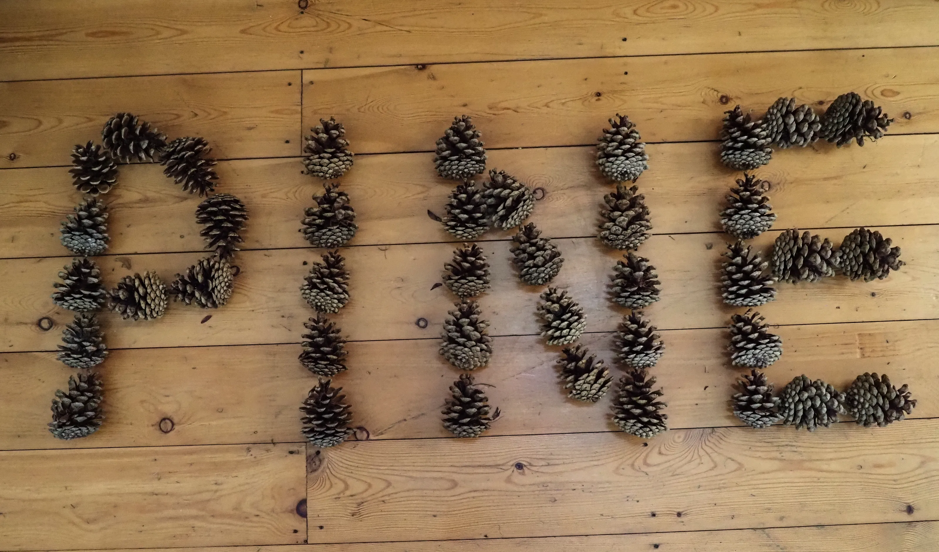 Pine, Spruce and Fir Tree Cones (in colour)
