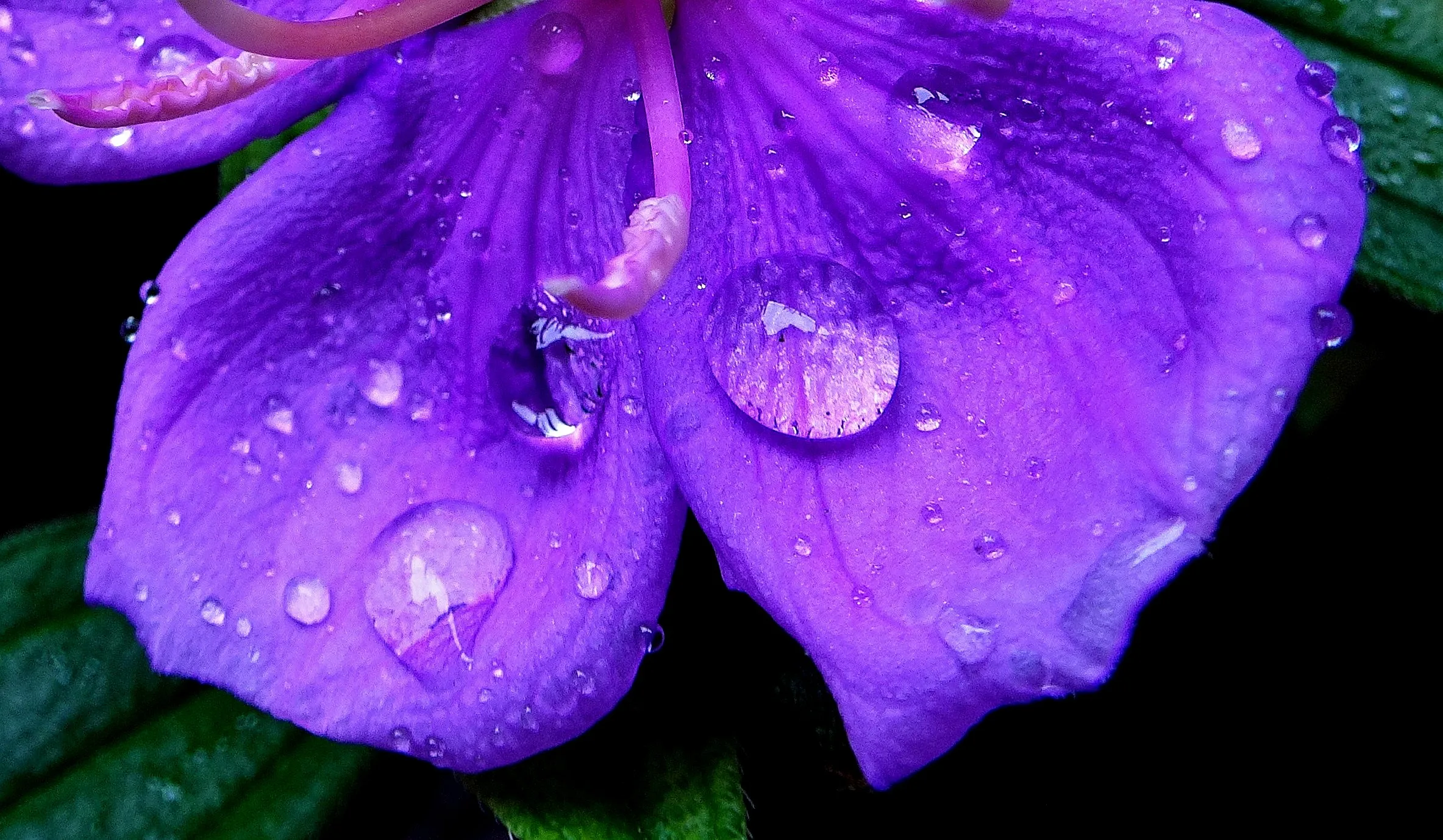 Waterdrops on Flower Petals