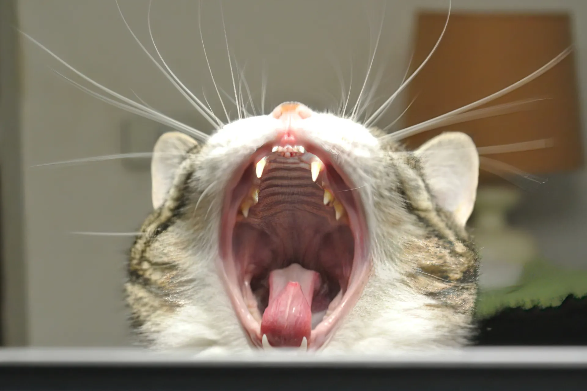 Yawns