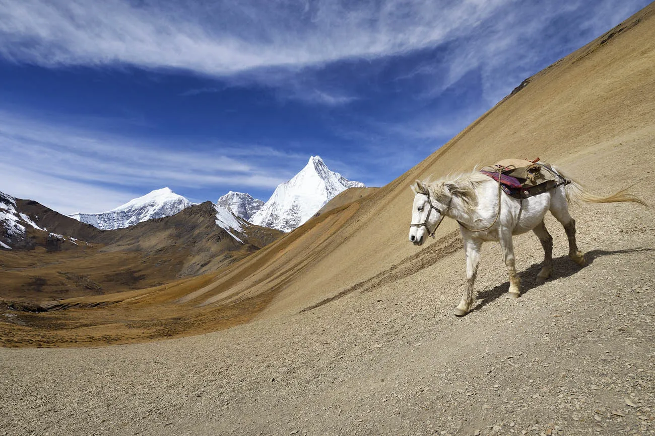 Landscapes with Animals
