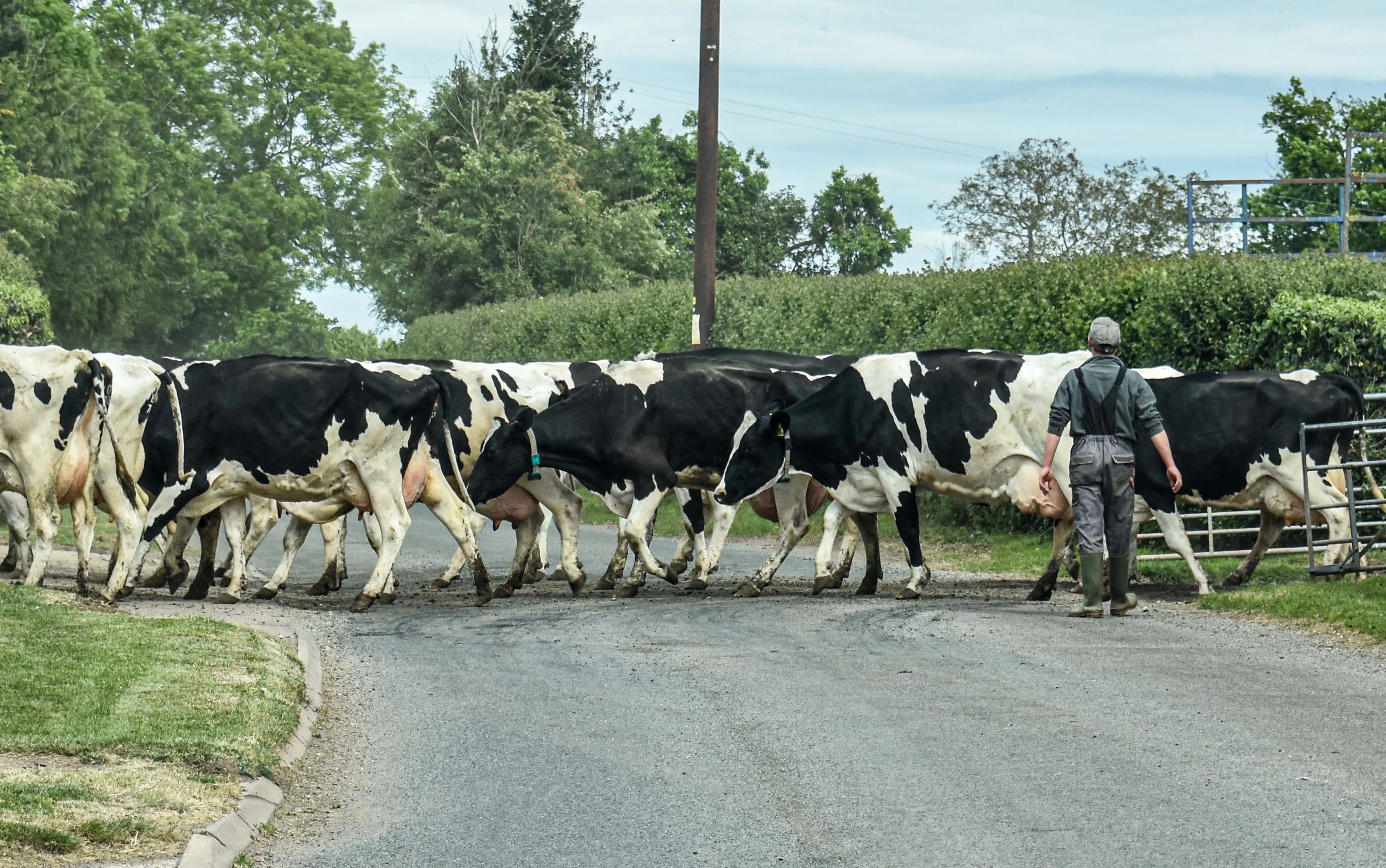 Crossing the Road
