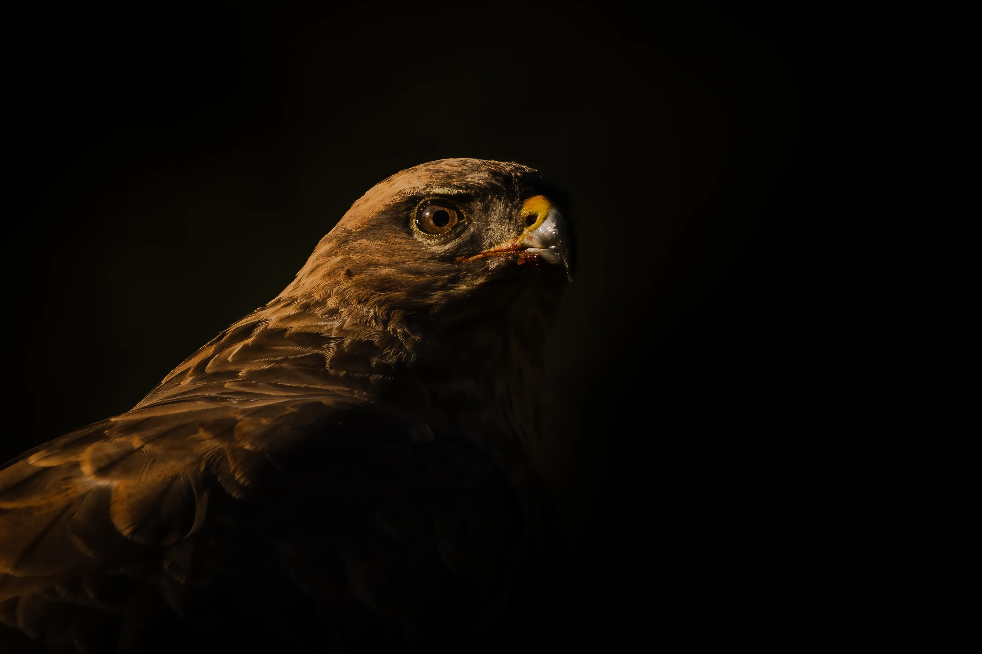 Close-Up Wildlife Portraits