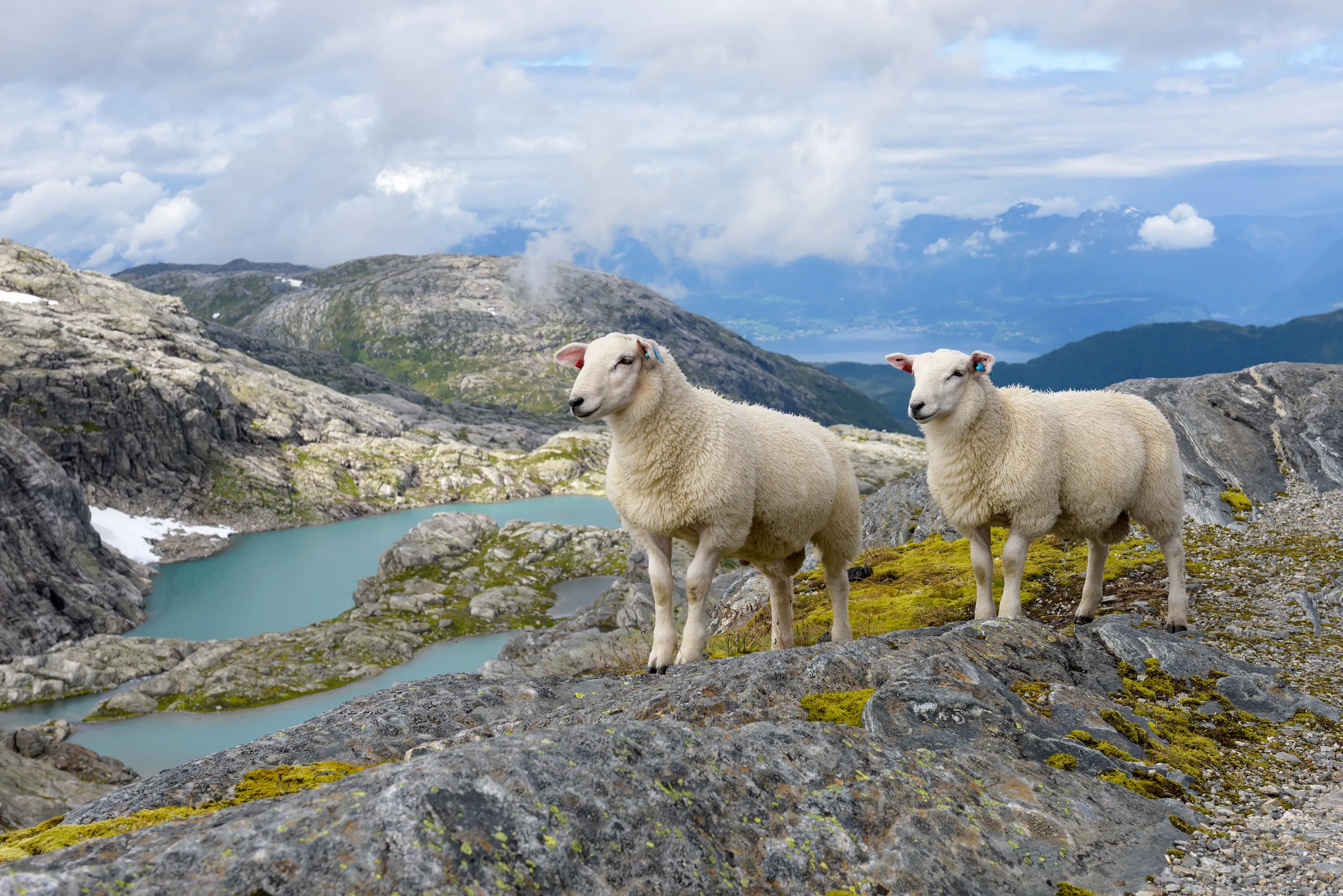 Landscapes with Sheep