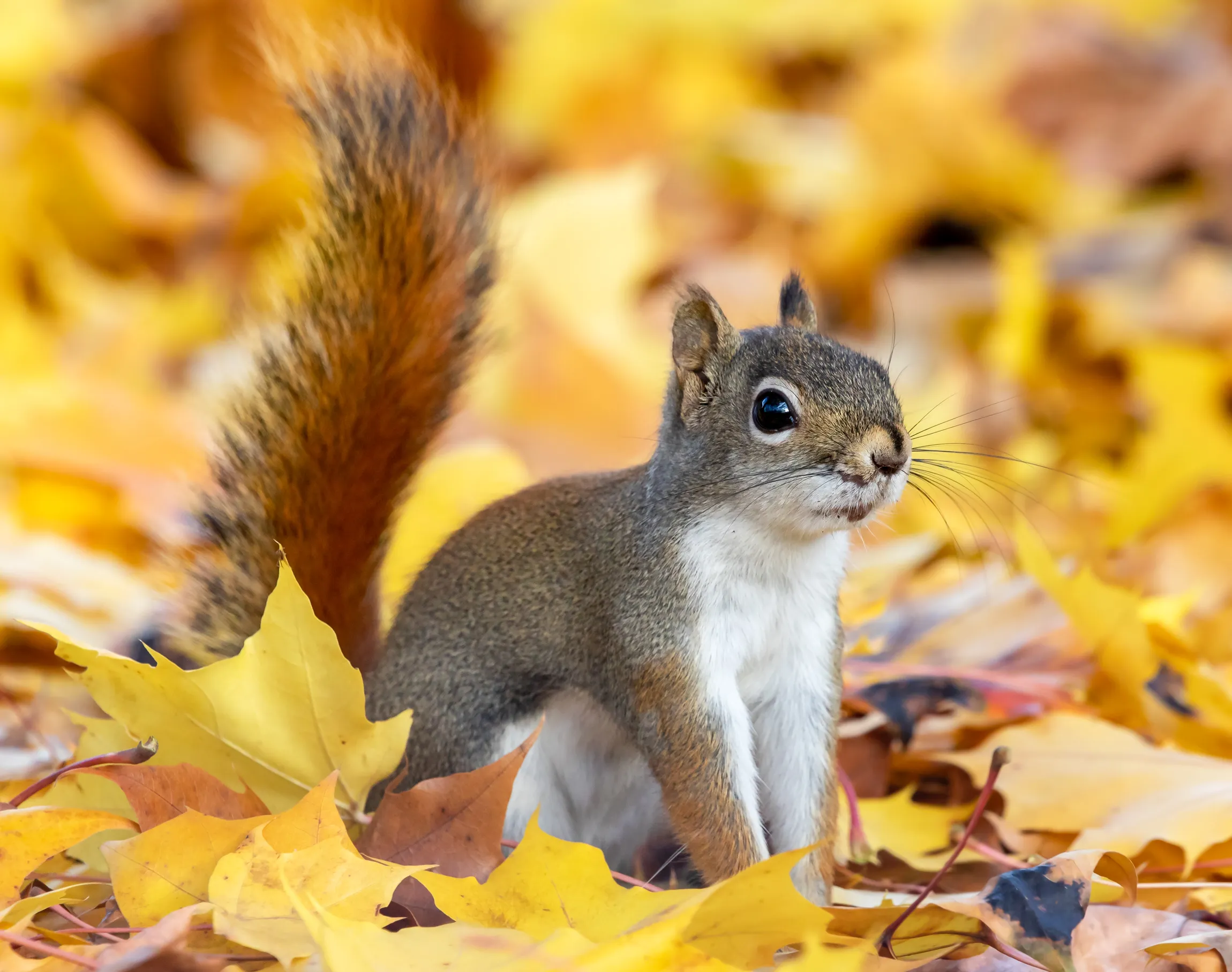 Squirrels (in colour)