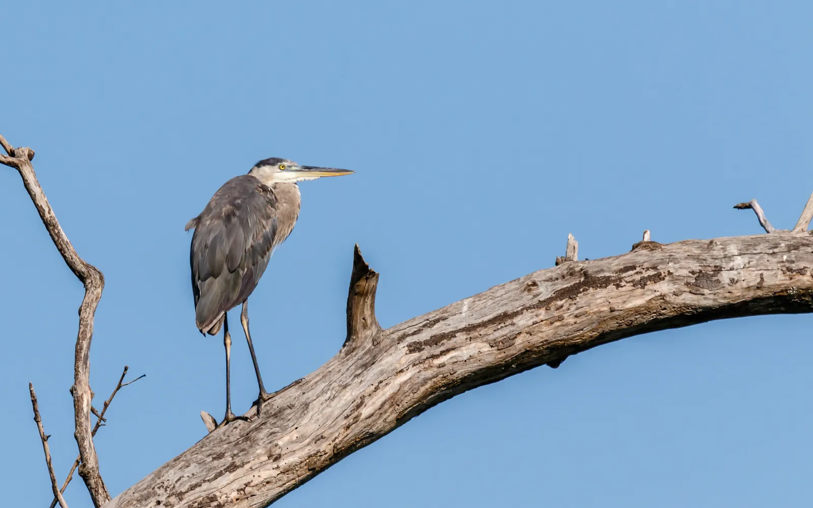 Egrets and Herons