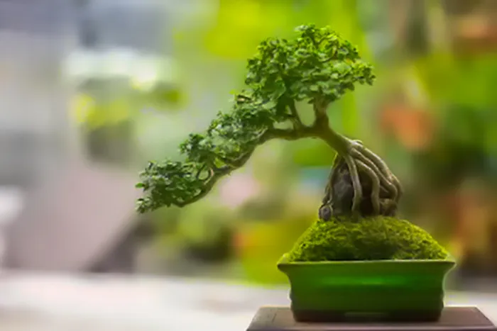 Bonsai Trees (in colour)
