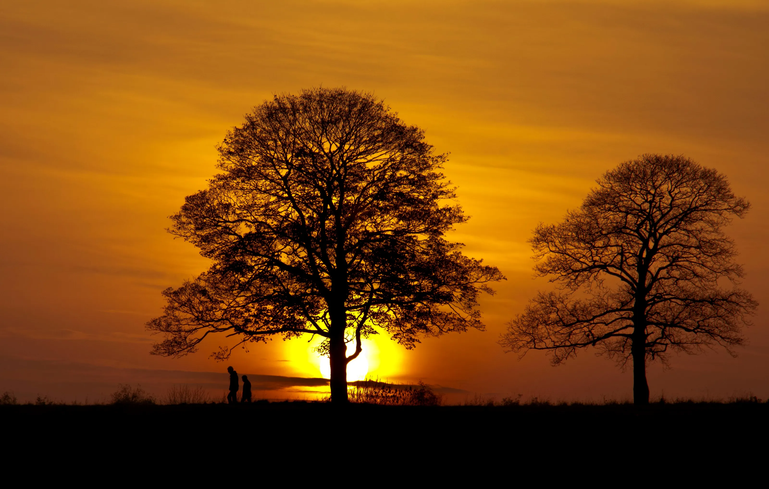 Tree Silhouettes