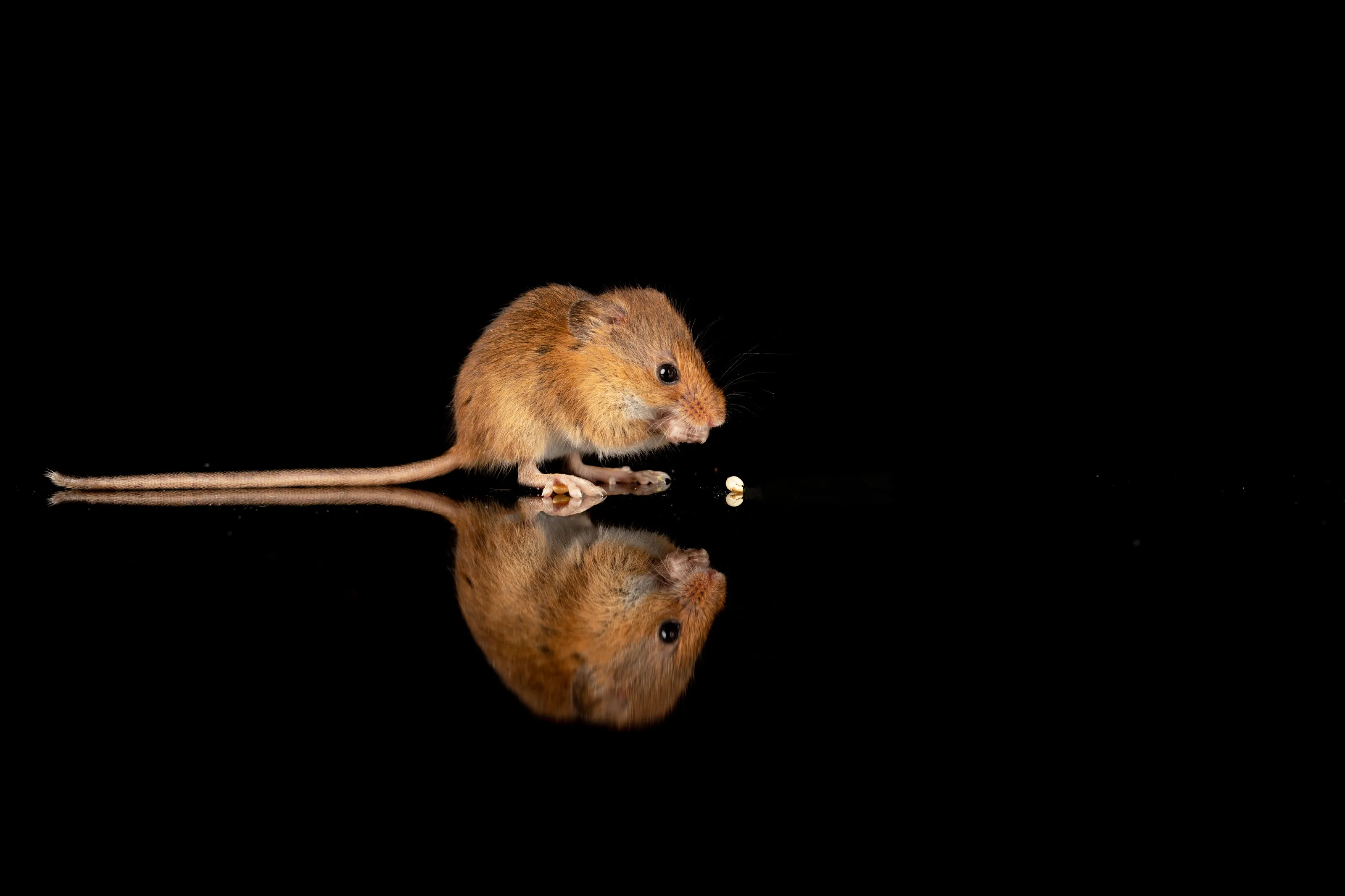 Mice