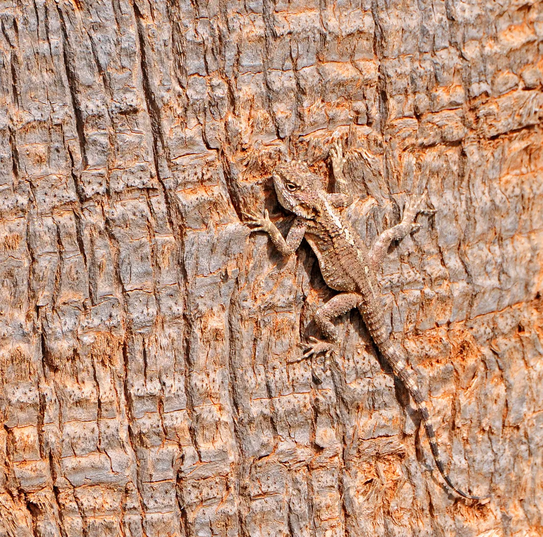 Camouflaged Animals (in colour)