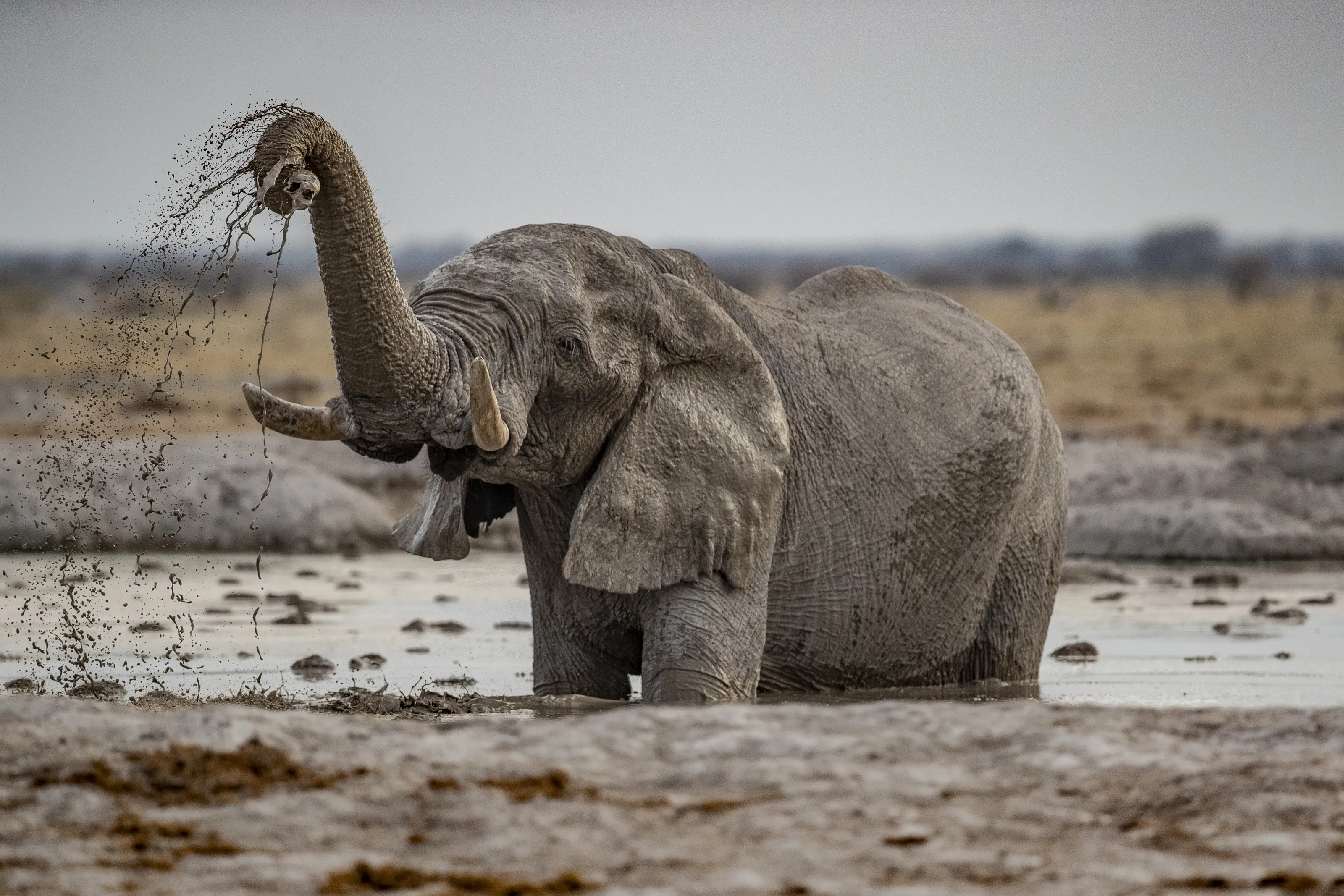 Elephants in the Wild