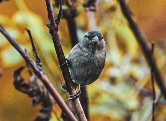 Sparrows