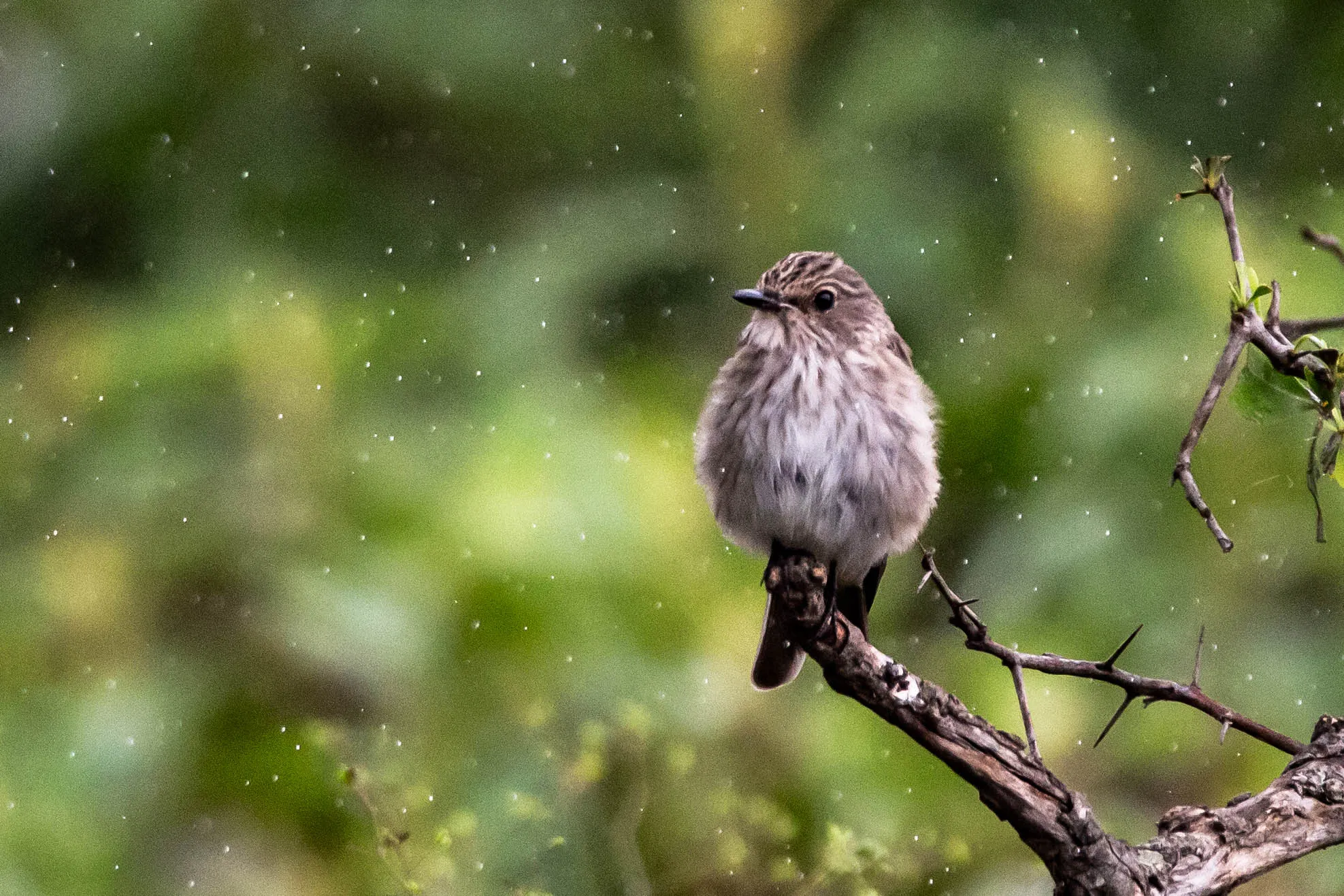 Animals in the Rain