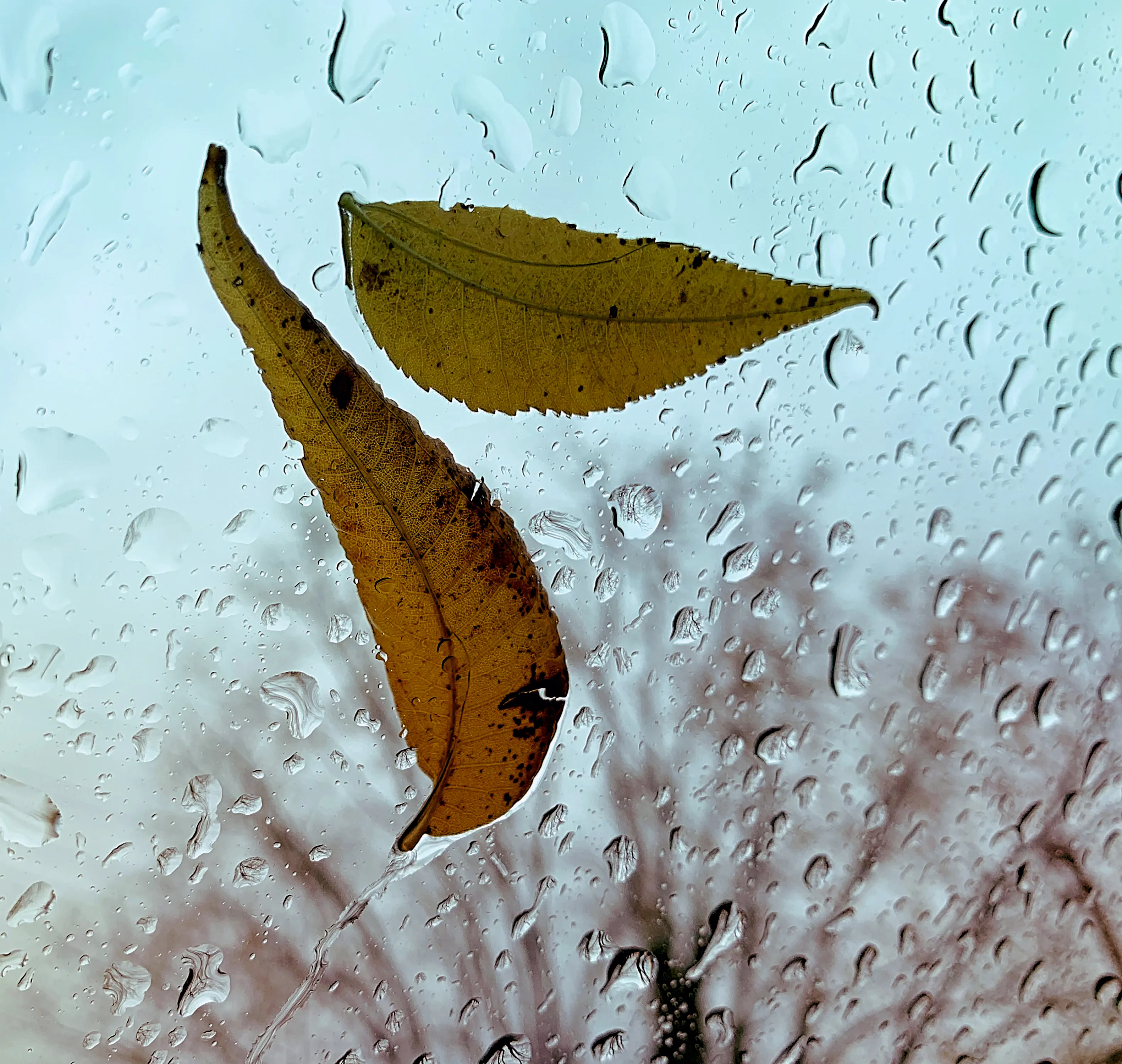 Drops of Water