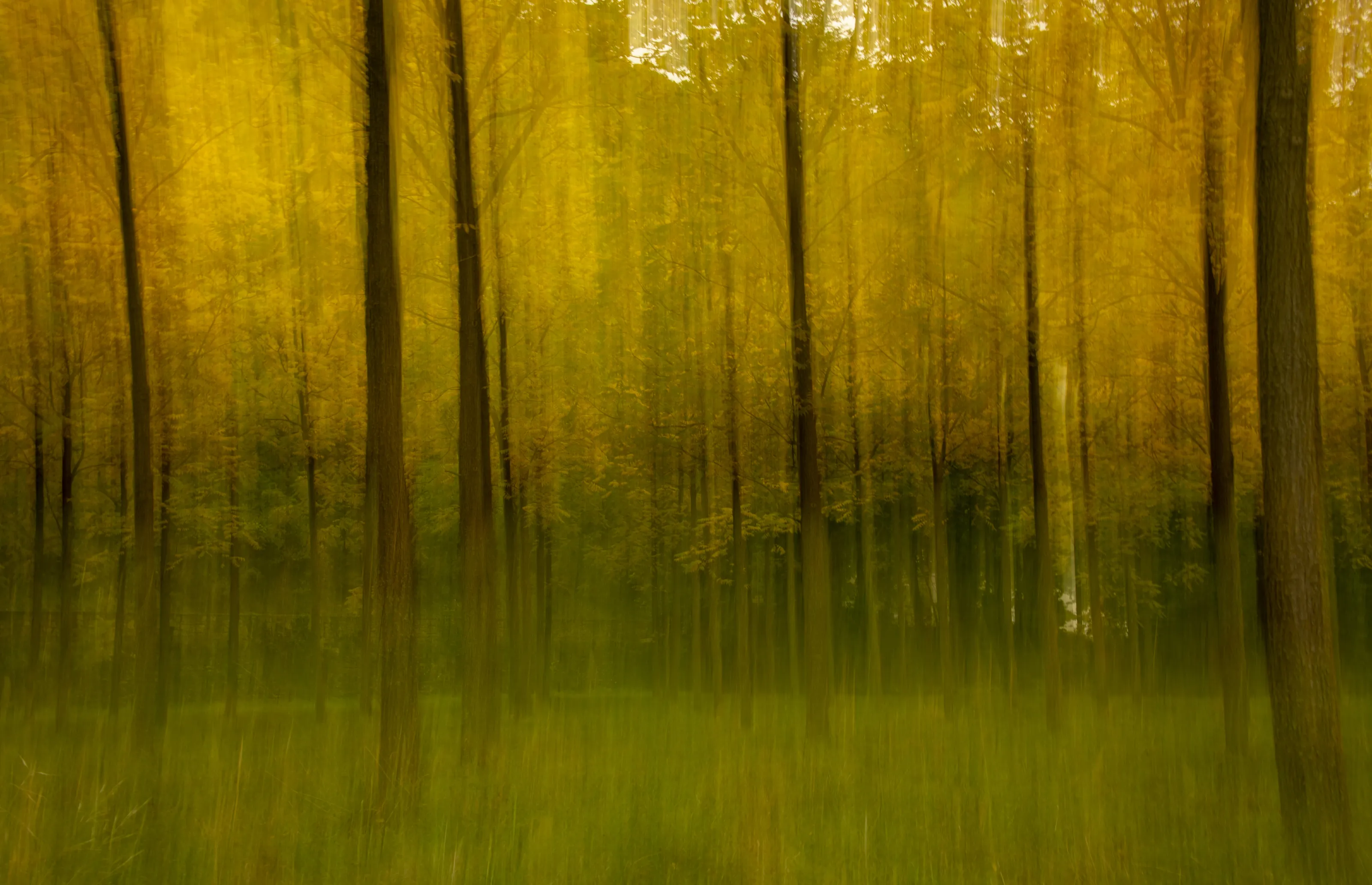 Intentional Camera Movement (ICM)