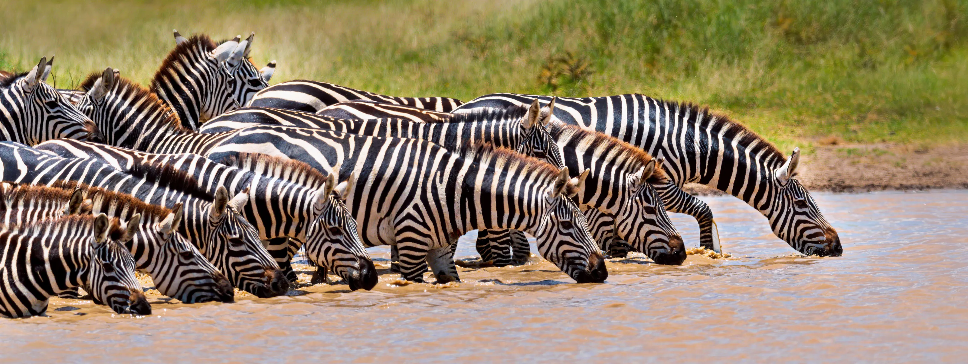 Zebras