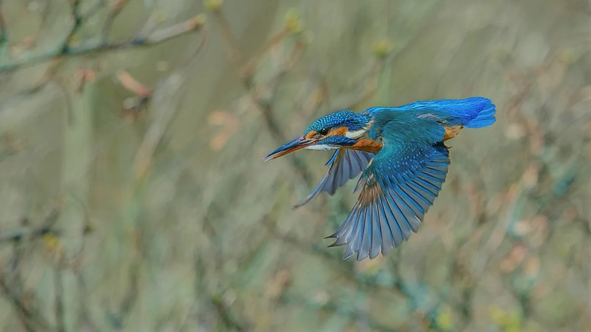 Wild Birds on the Wing