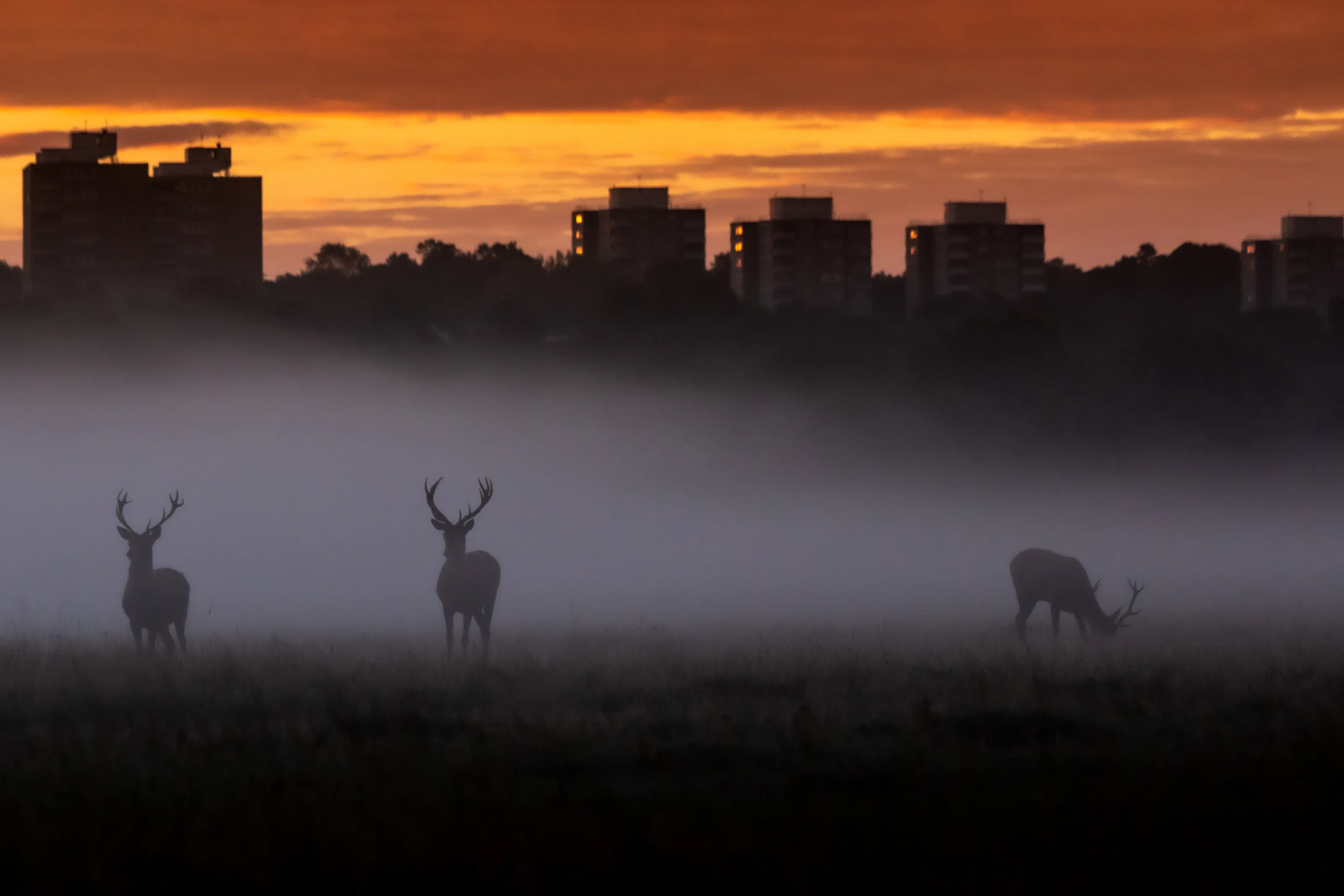 Urban Wild Animals