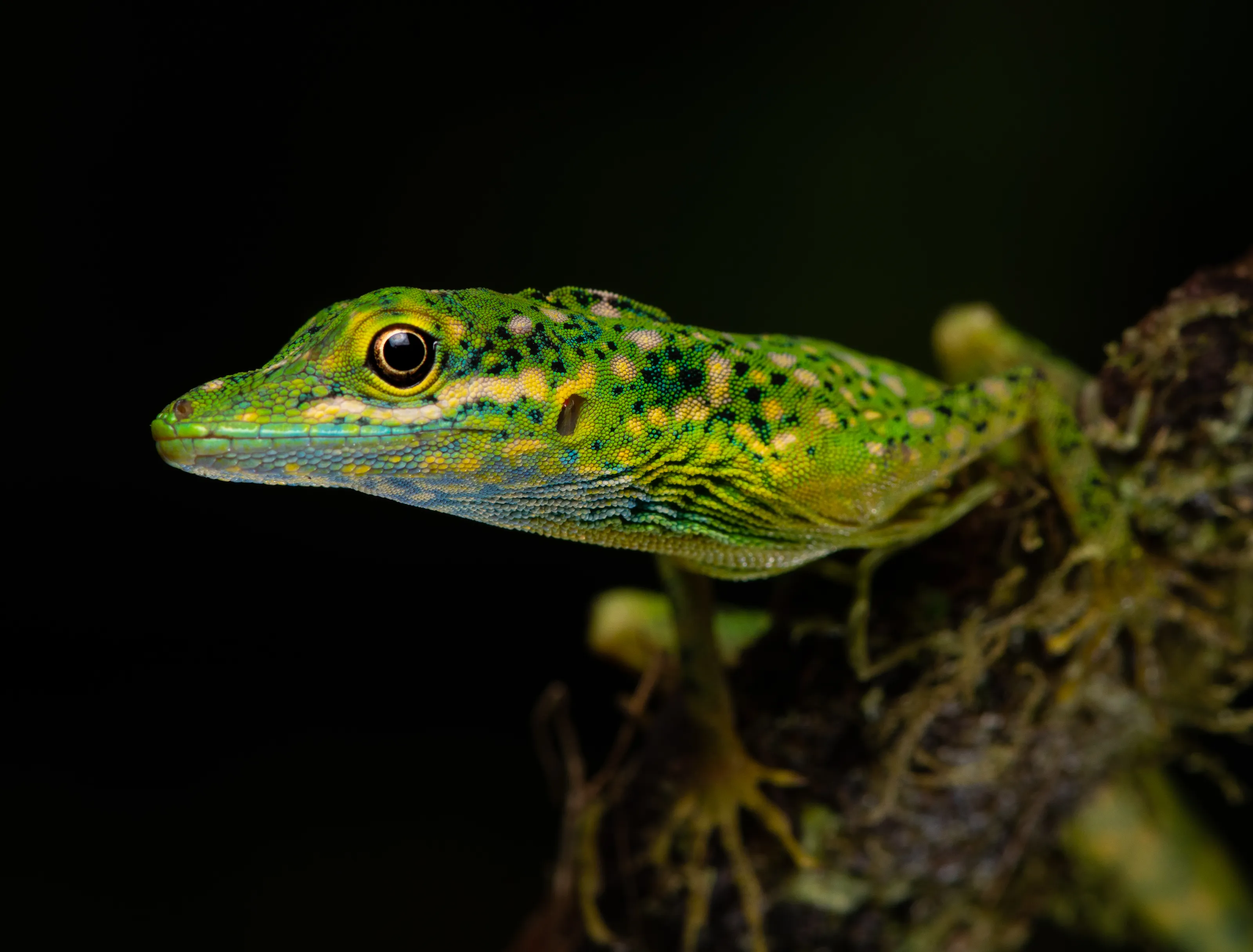 Reptiles and Amphibians in the Wild