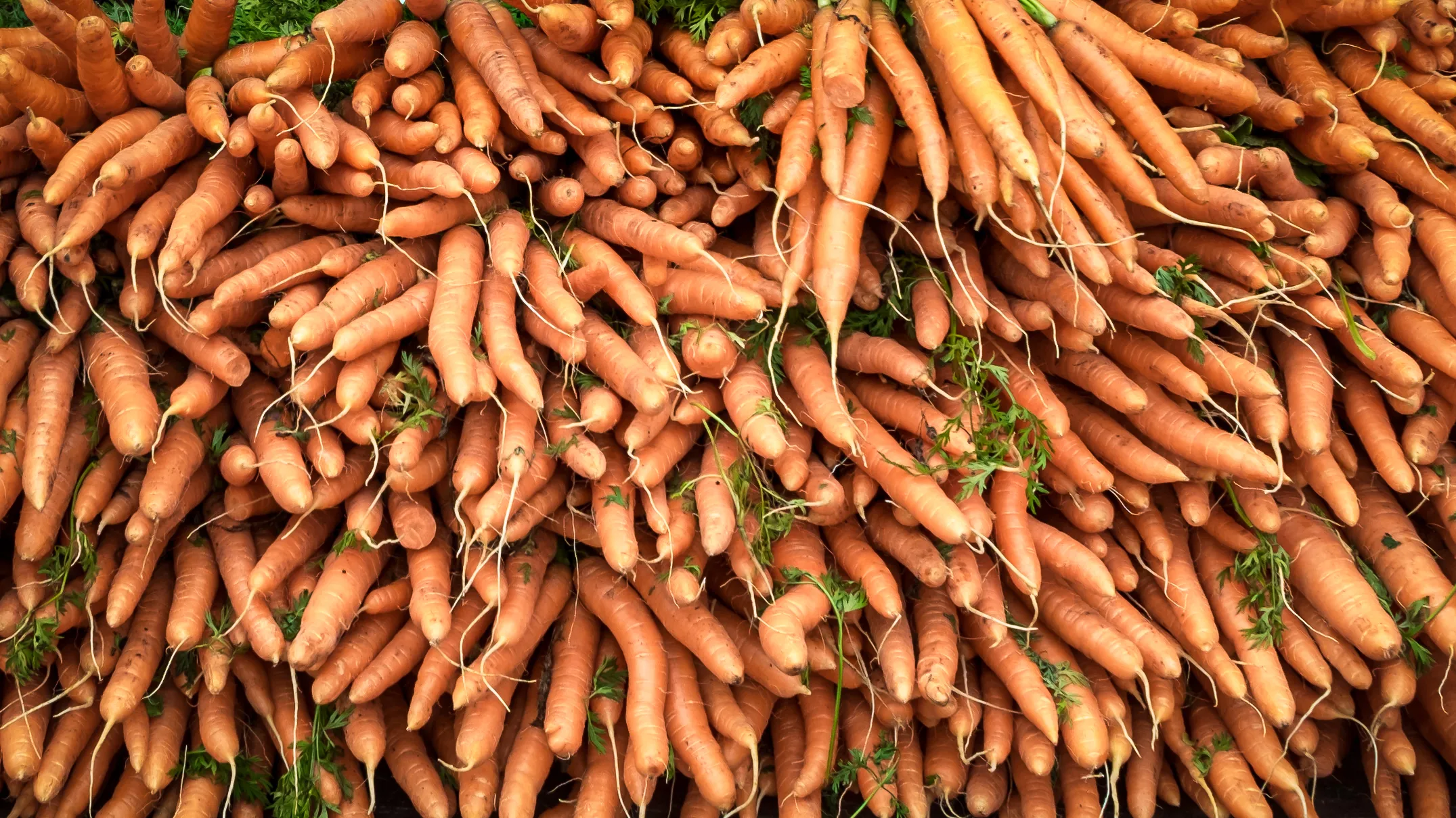 Carrots in Colour