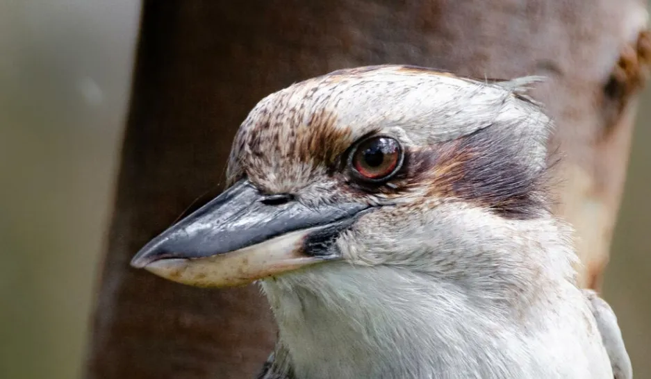 Bird's Heads Only (no birds of prey)