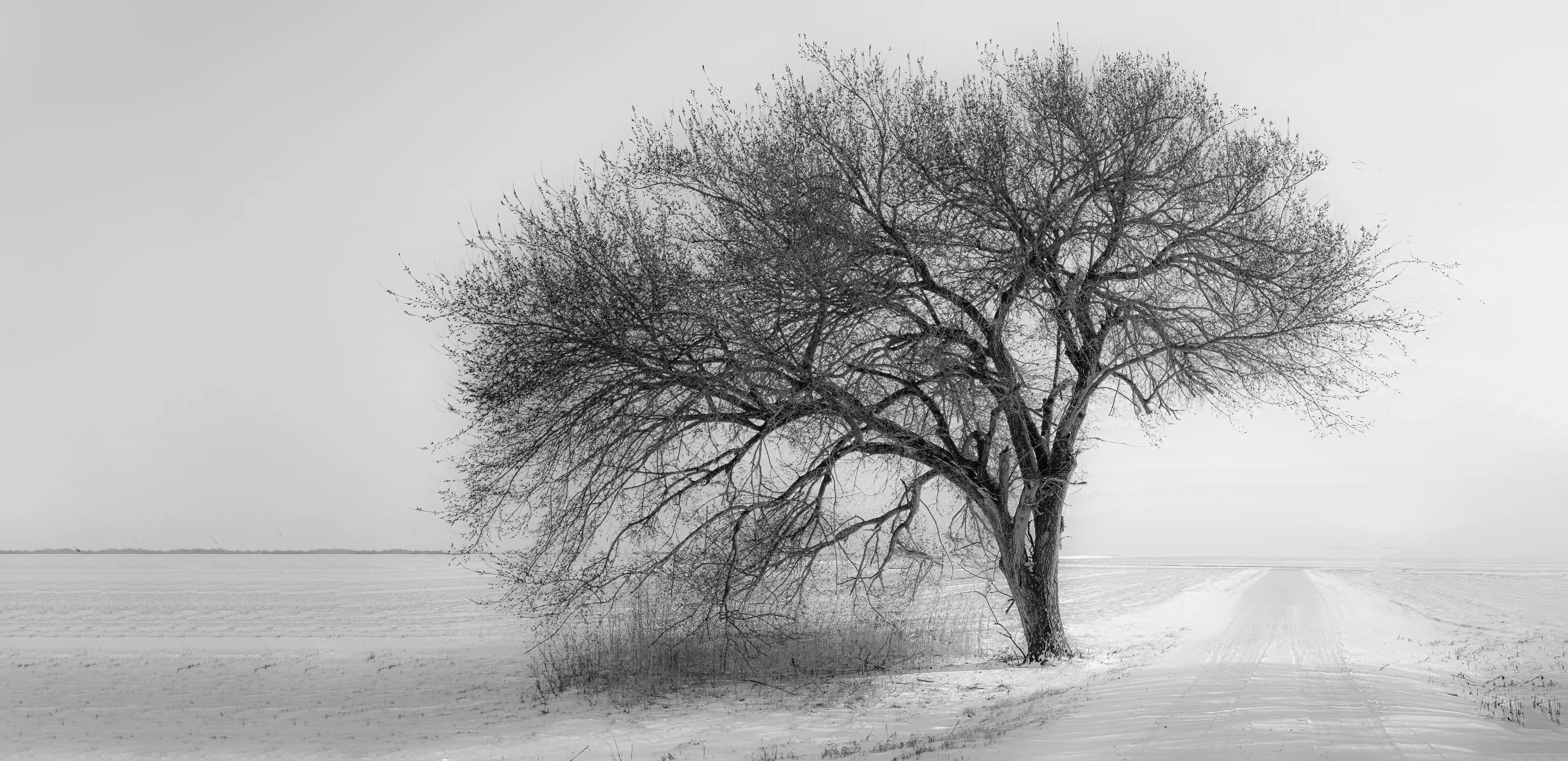 Leafless Trees