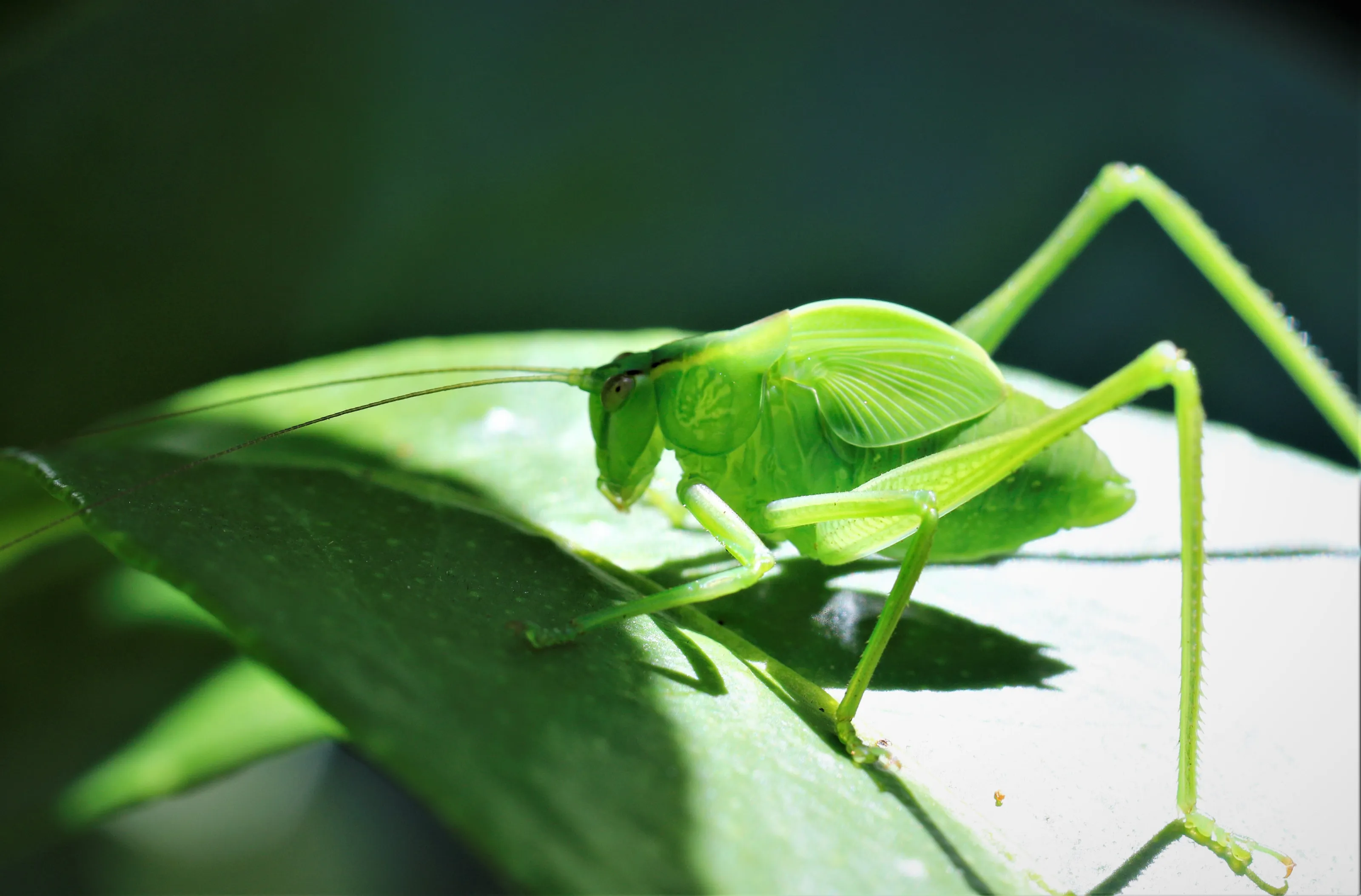 Grasshoppers, Crickets, Locusts and Katydids