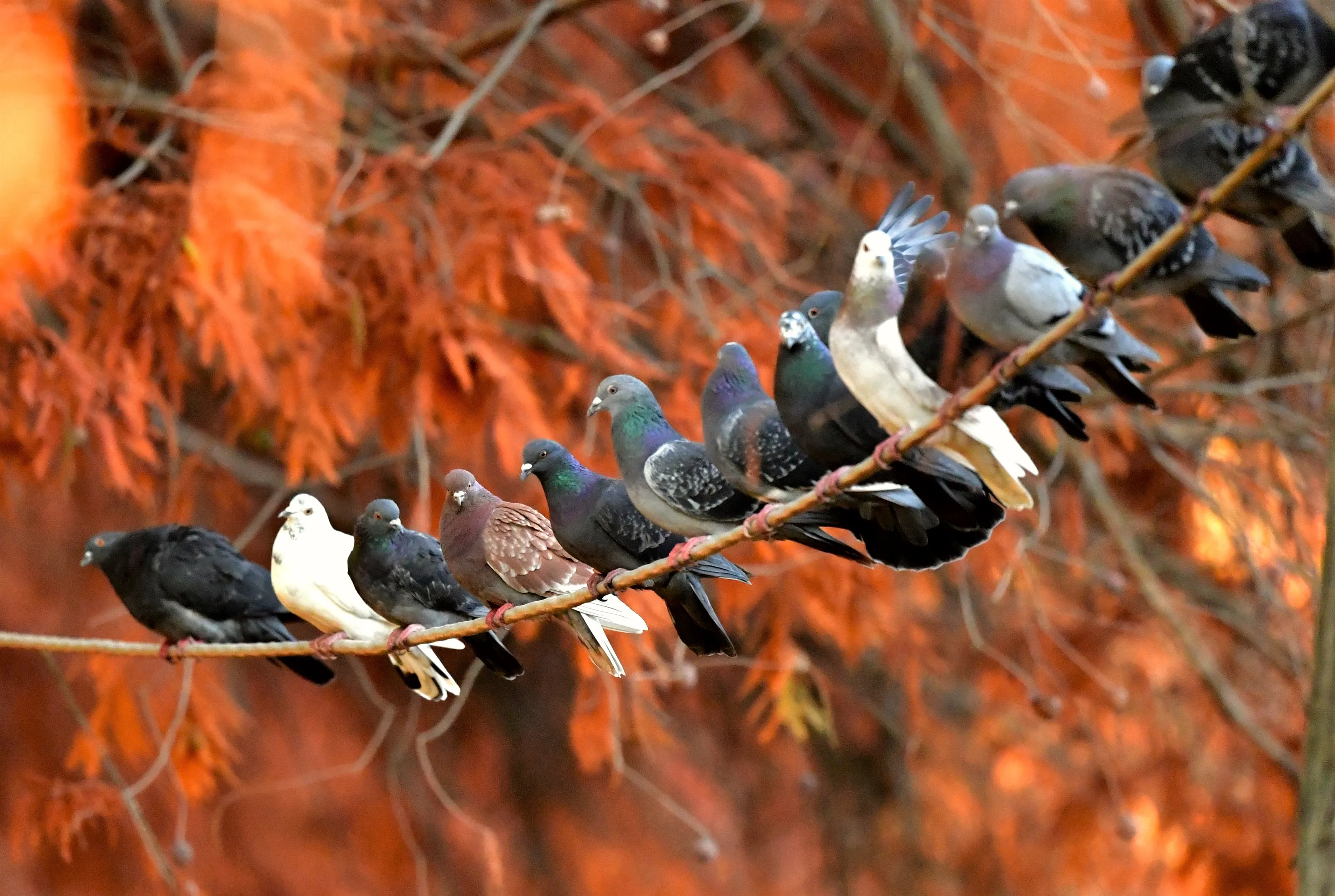 Birds on Wire or String