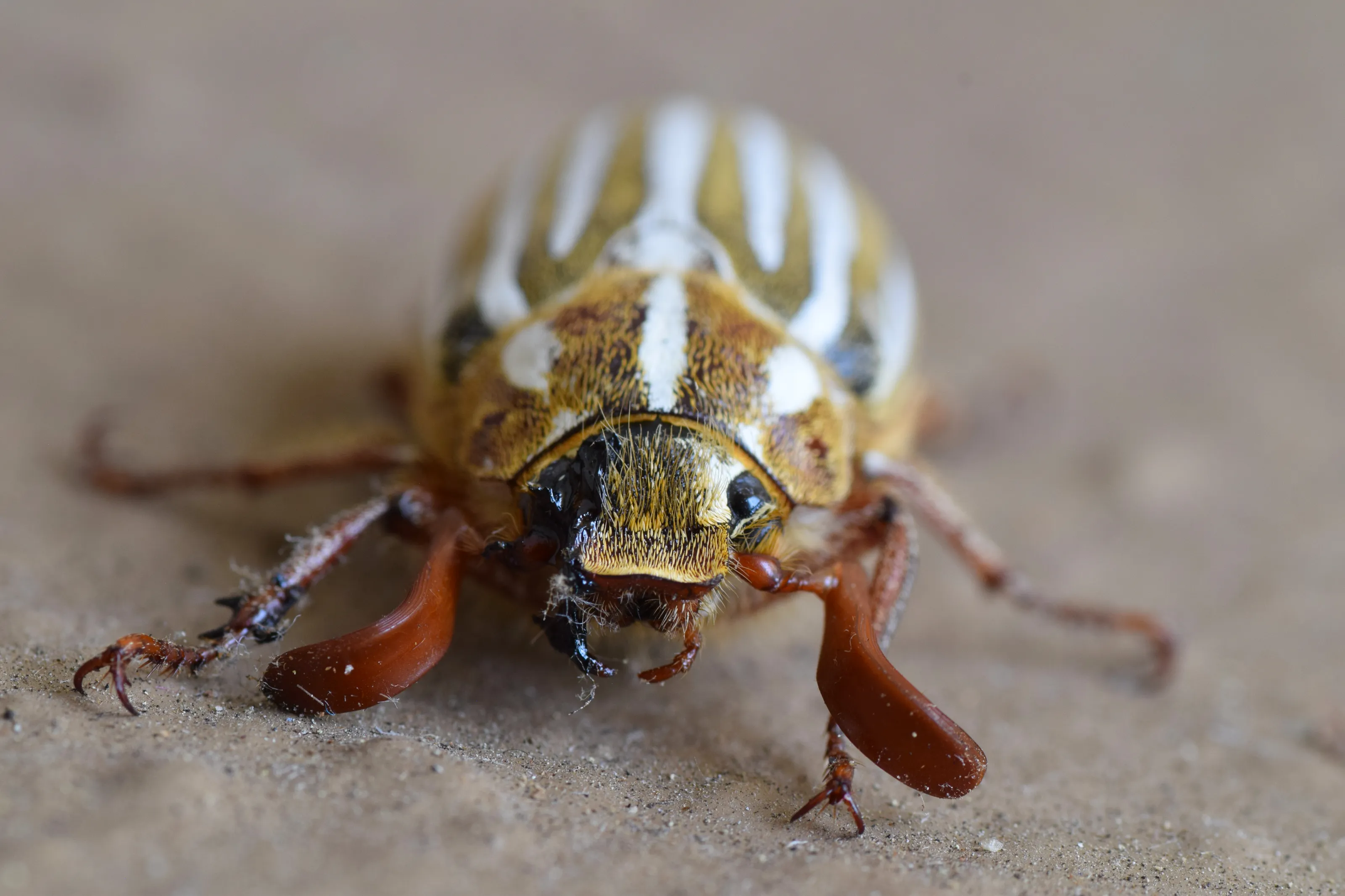 Insects and Spiders on Walls, Ceilings and Floors