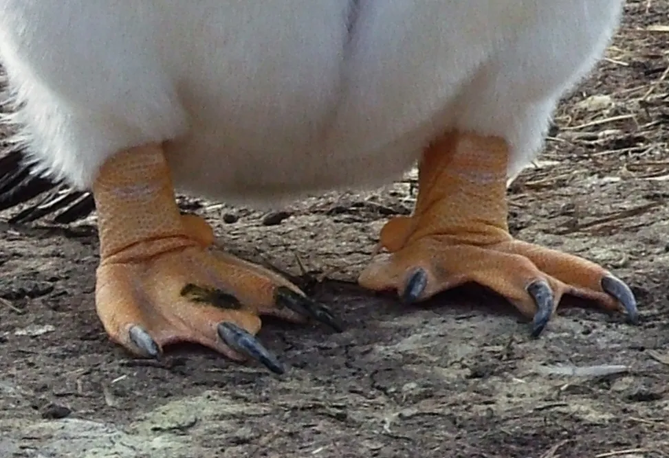 Legs and Feet