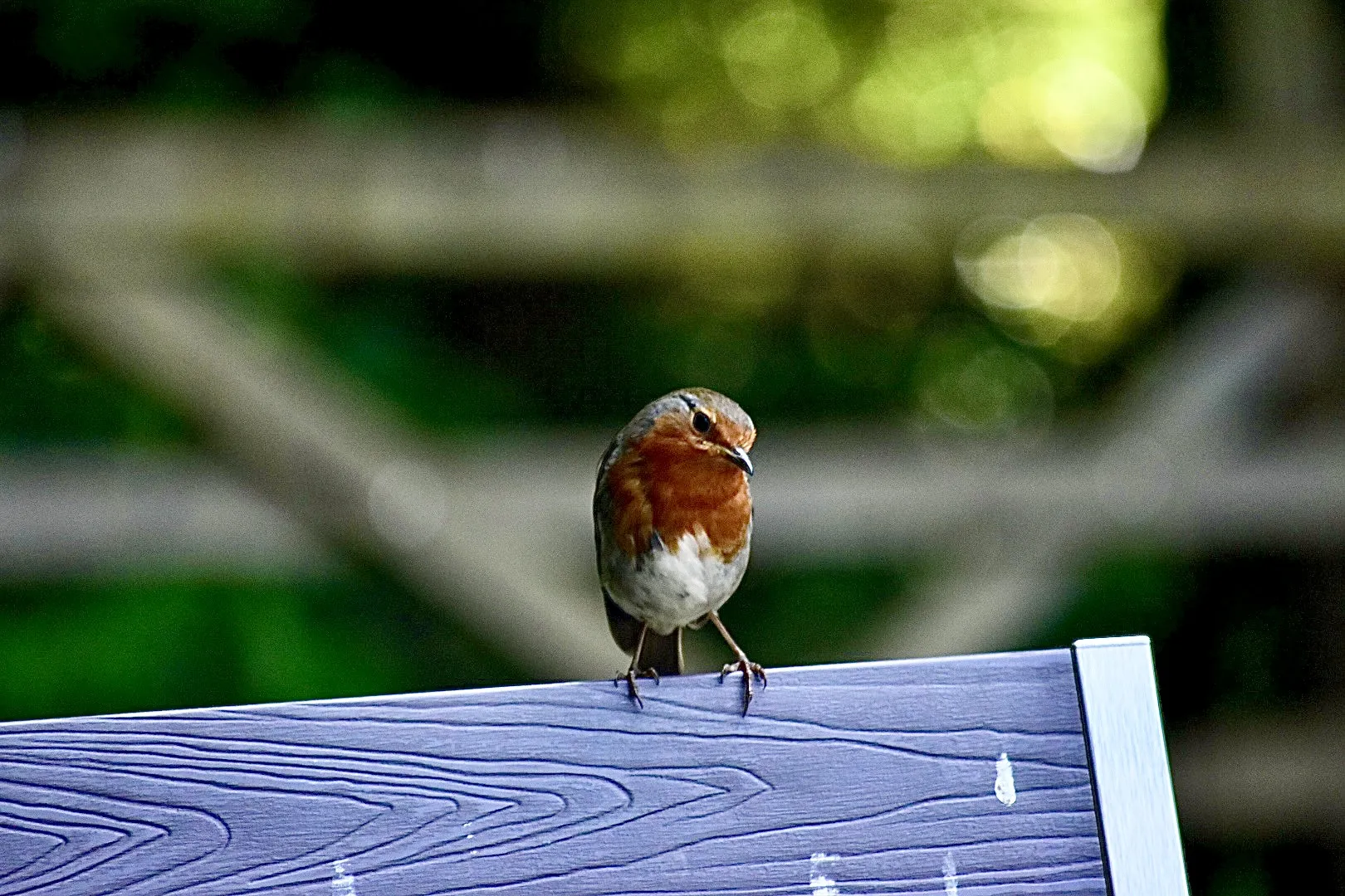 Robins in Colour