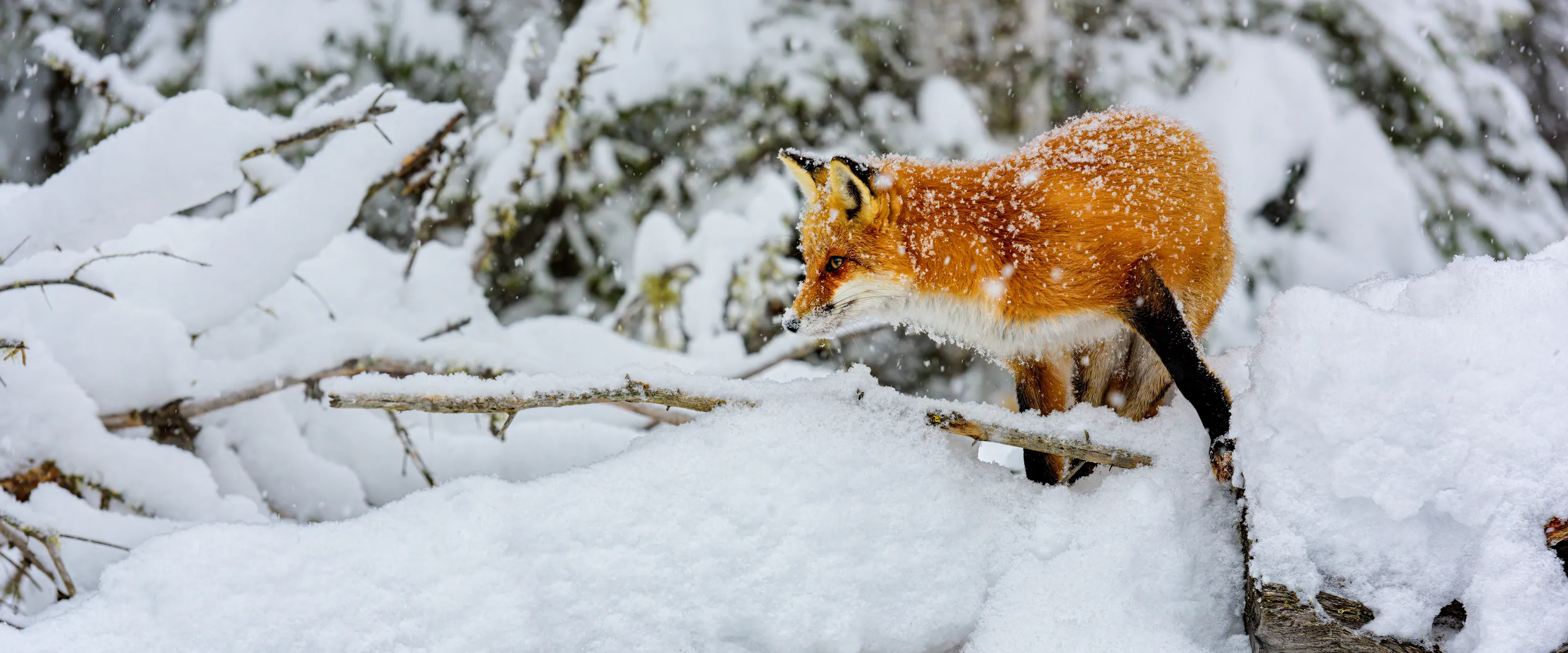 Wildlife in the Snow