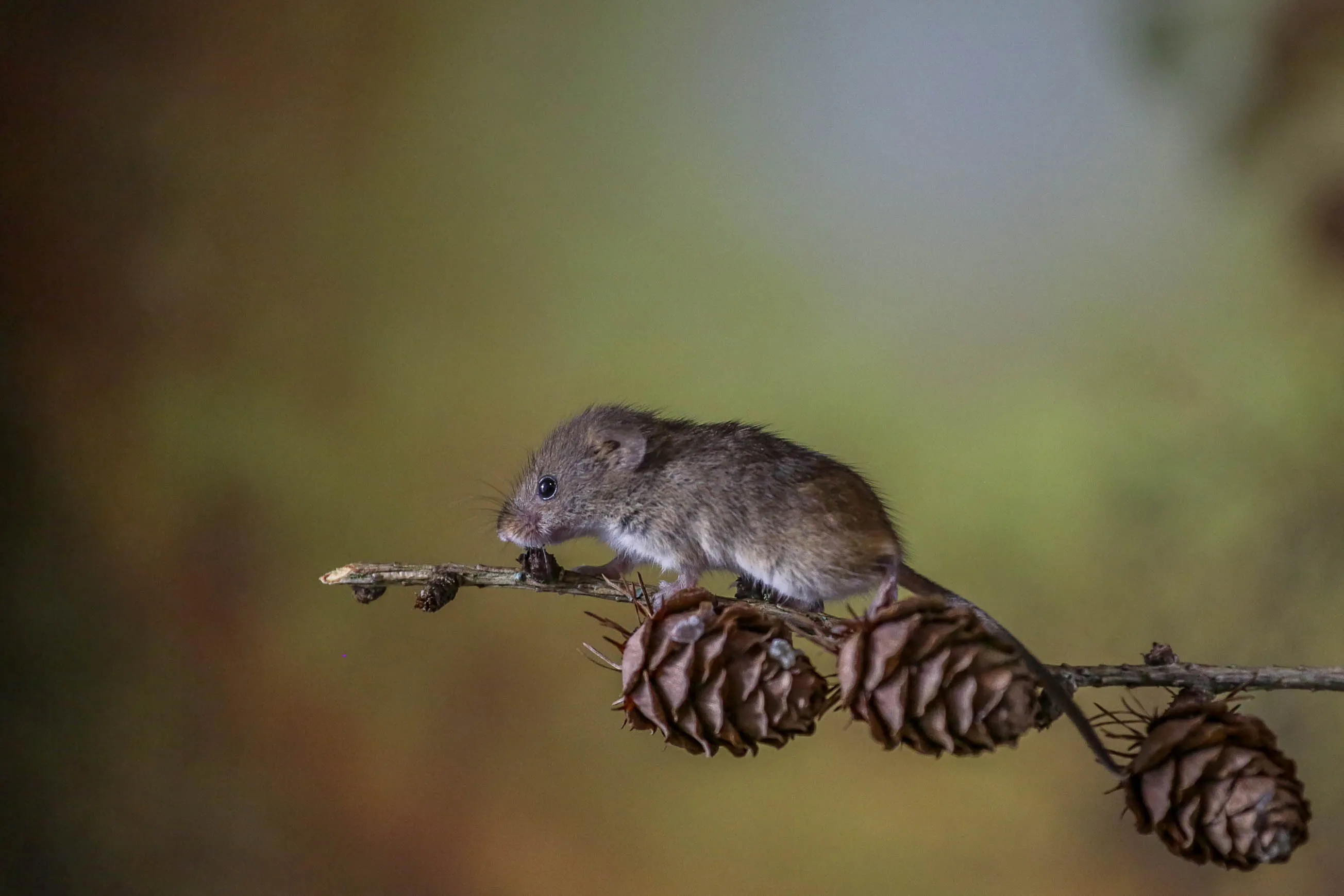 Rodents (in colour)