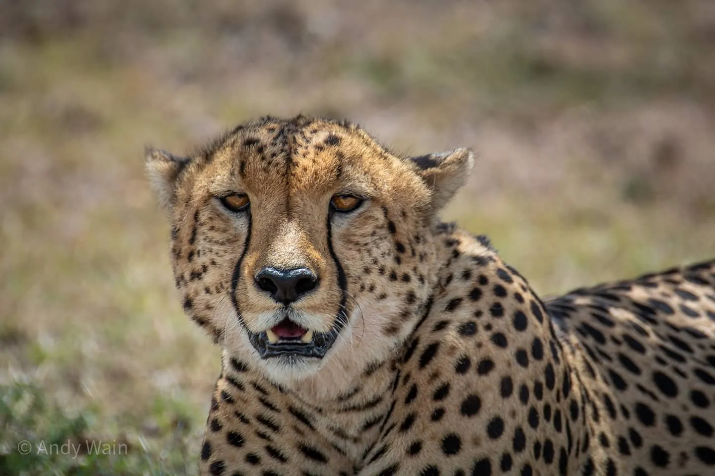 Big Cats (no domestic pets)