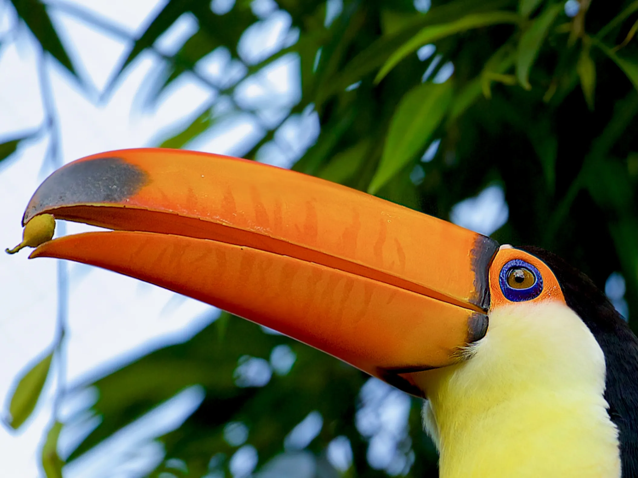 Exotic Birds