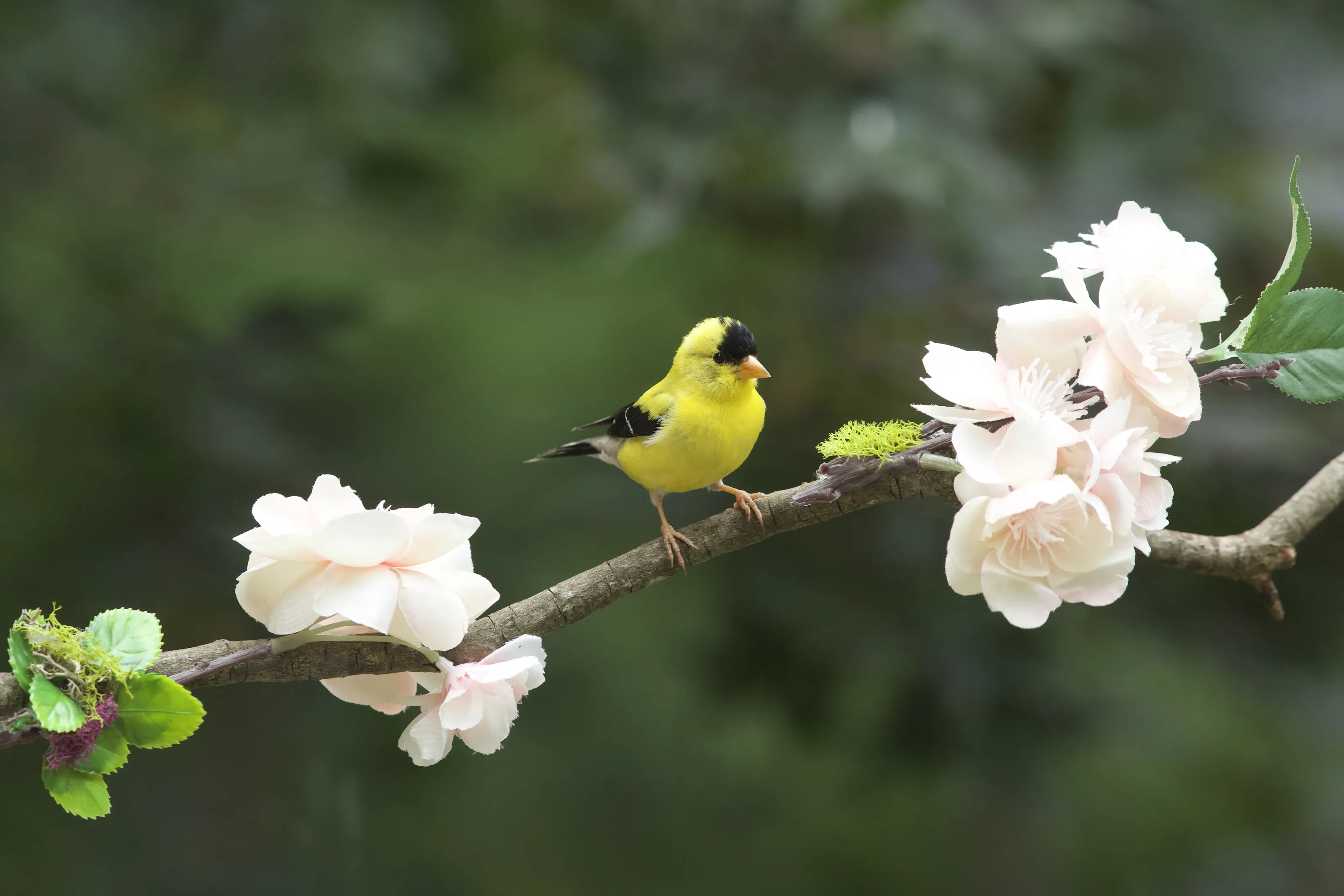 Birds on a Flowering Branch