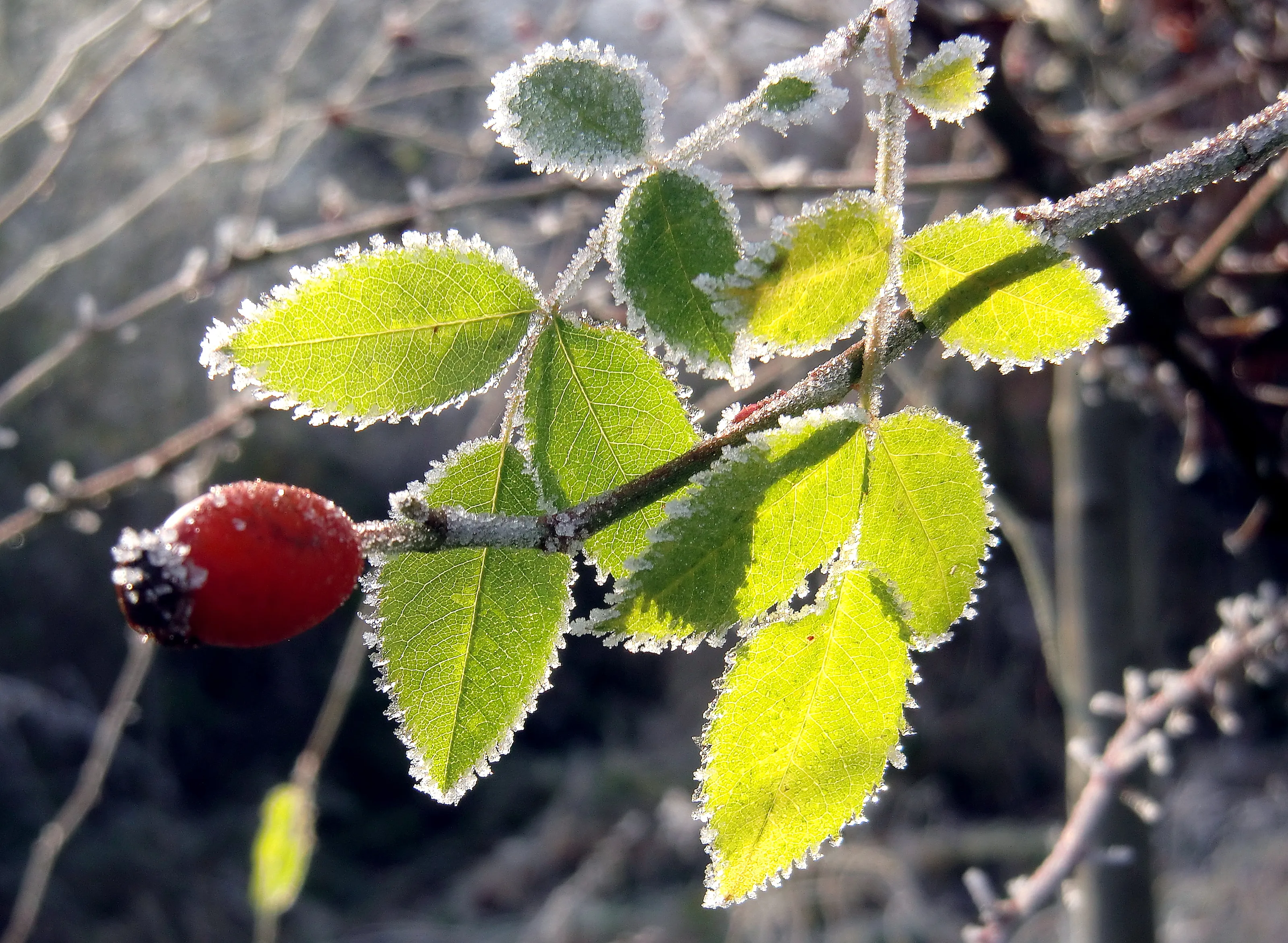 Frosty Nature